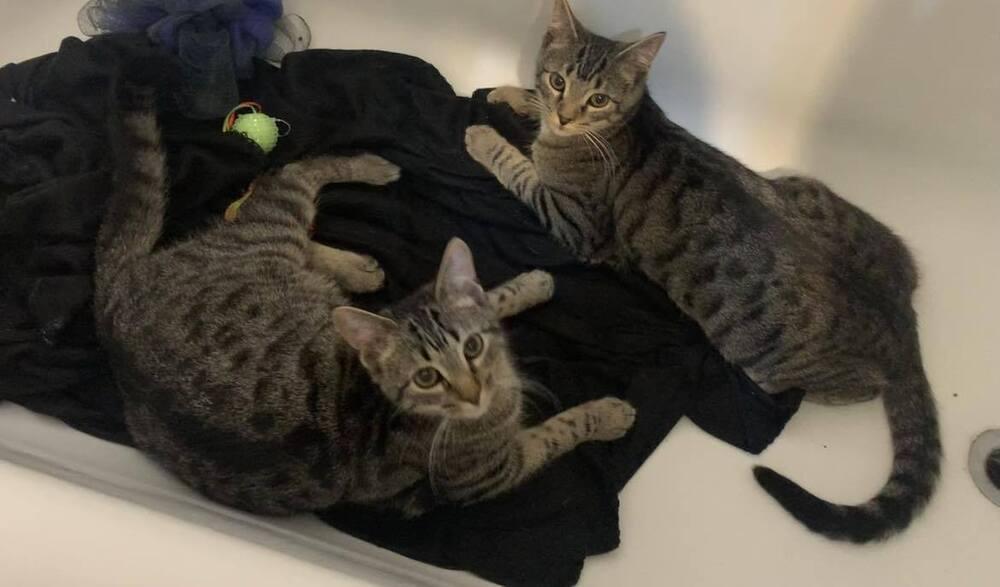 Enlarge Neil, a Adoptable Domestic Short Hair in Emporia, KS image 3/4