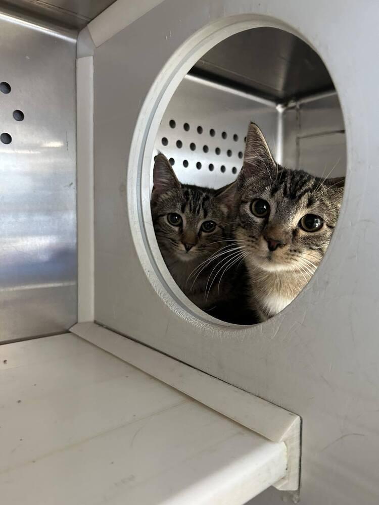 Enlarge Neil, a Adoptable Domestic Short Hair in Emporia, KS image 4/4