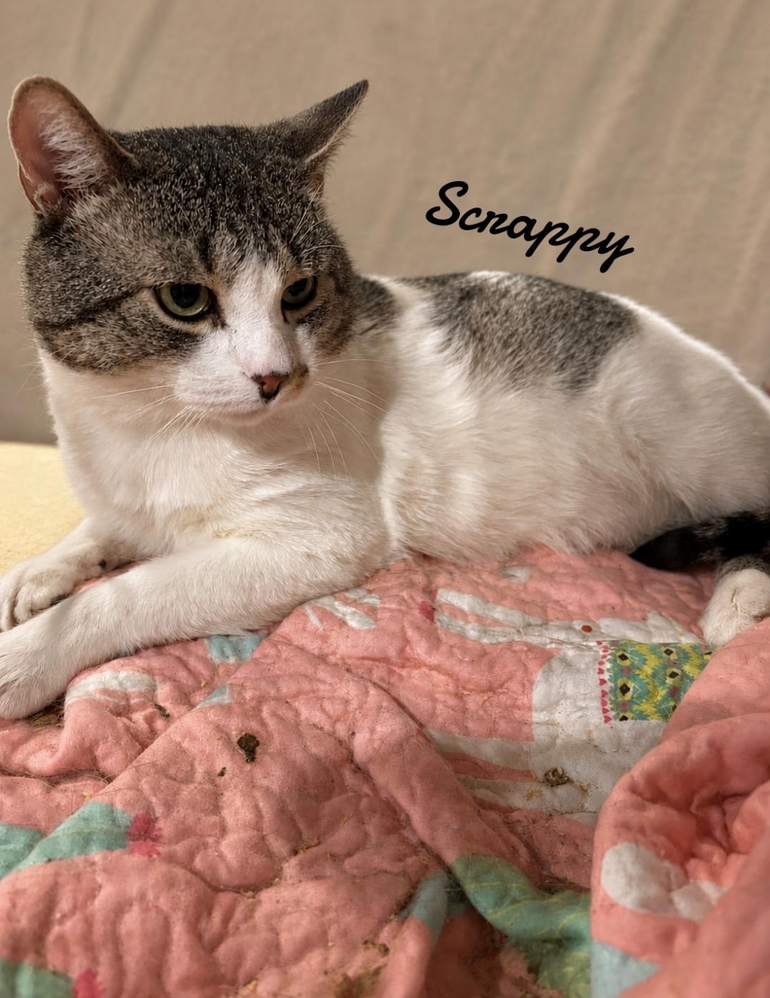 Scrappy, Adoptable, Adult Male Domestic Short Hair.