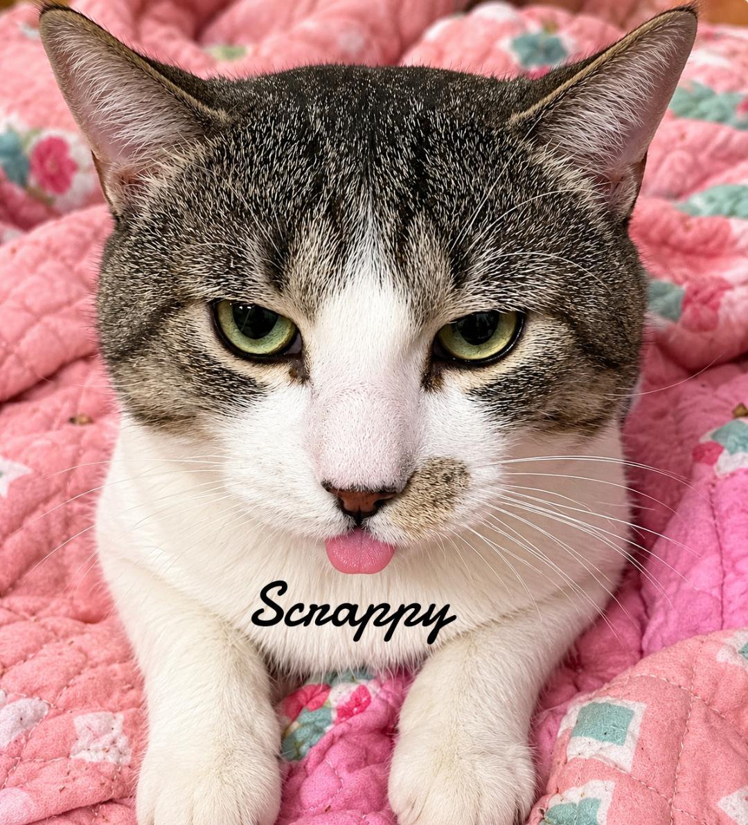 Enlarge Scrappy, a Adoptable Domestic Short Hair in Naugatuck, CT image 2/2