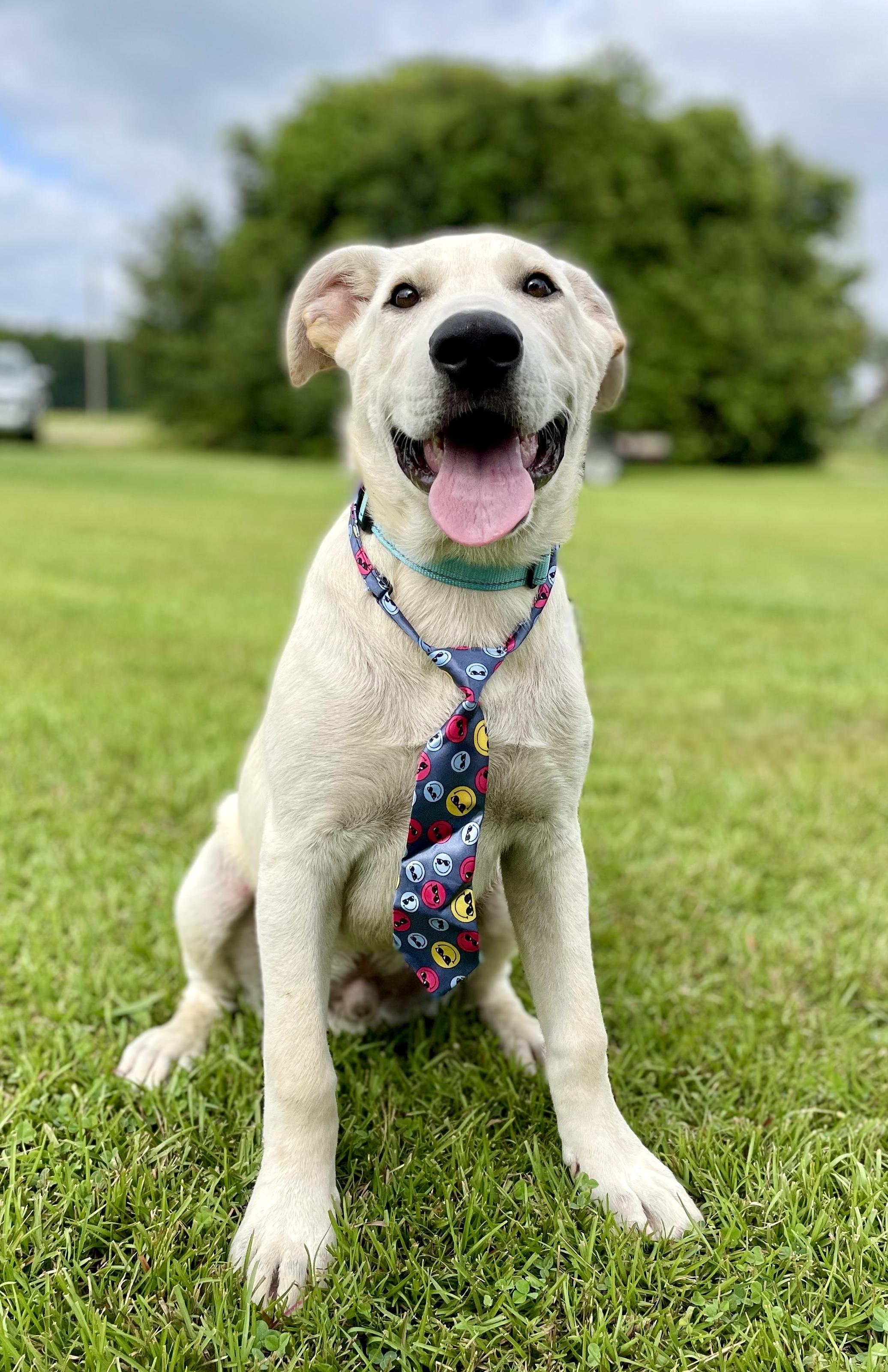 Marley PENDING ADOPTION, Young Male unknown