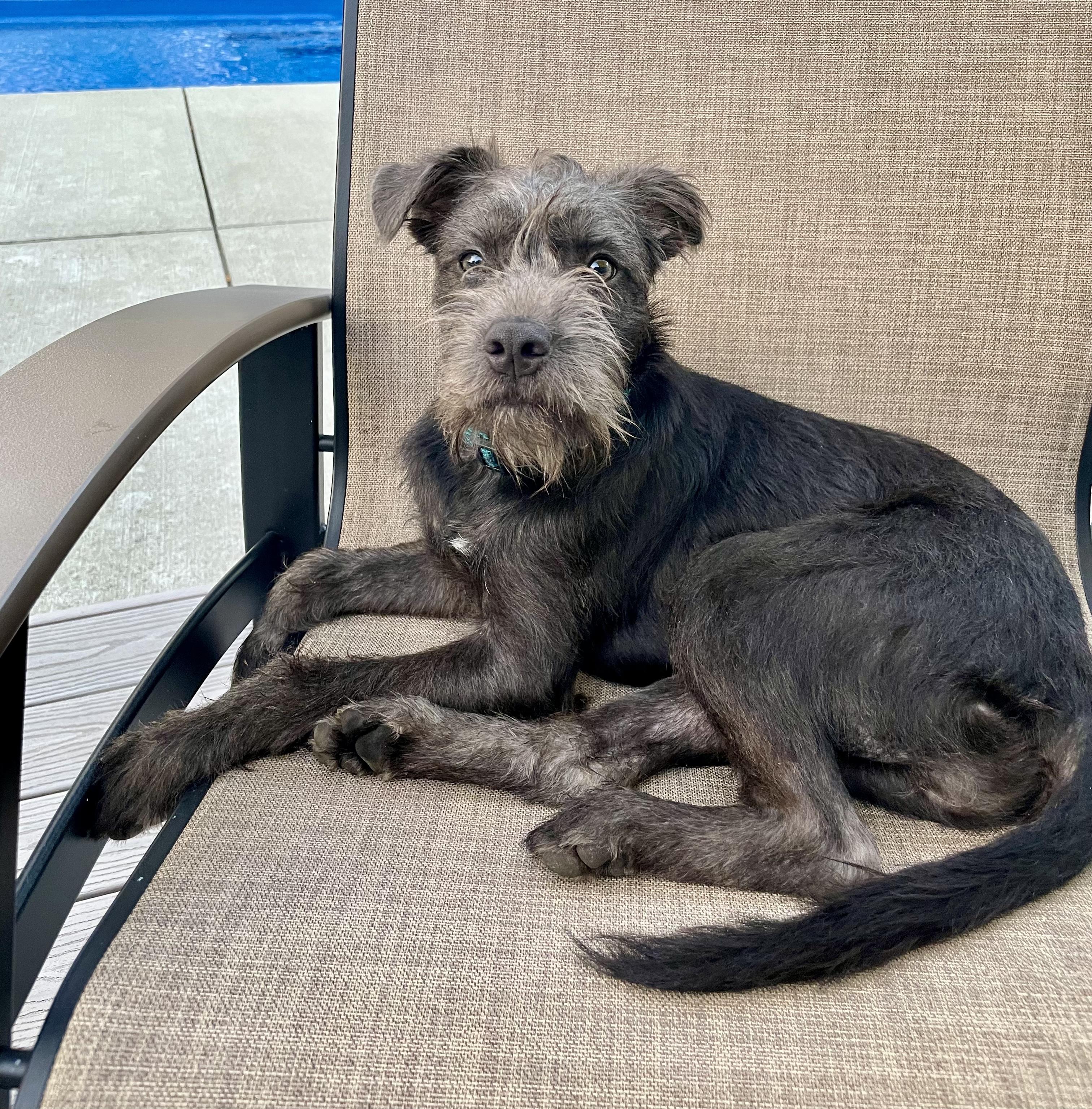 Dolly - ADOPTION PENDING, Adopted, Puppy Female Terrier.