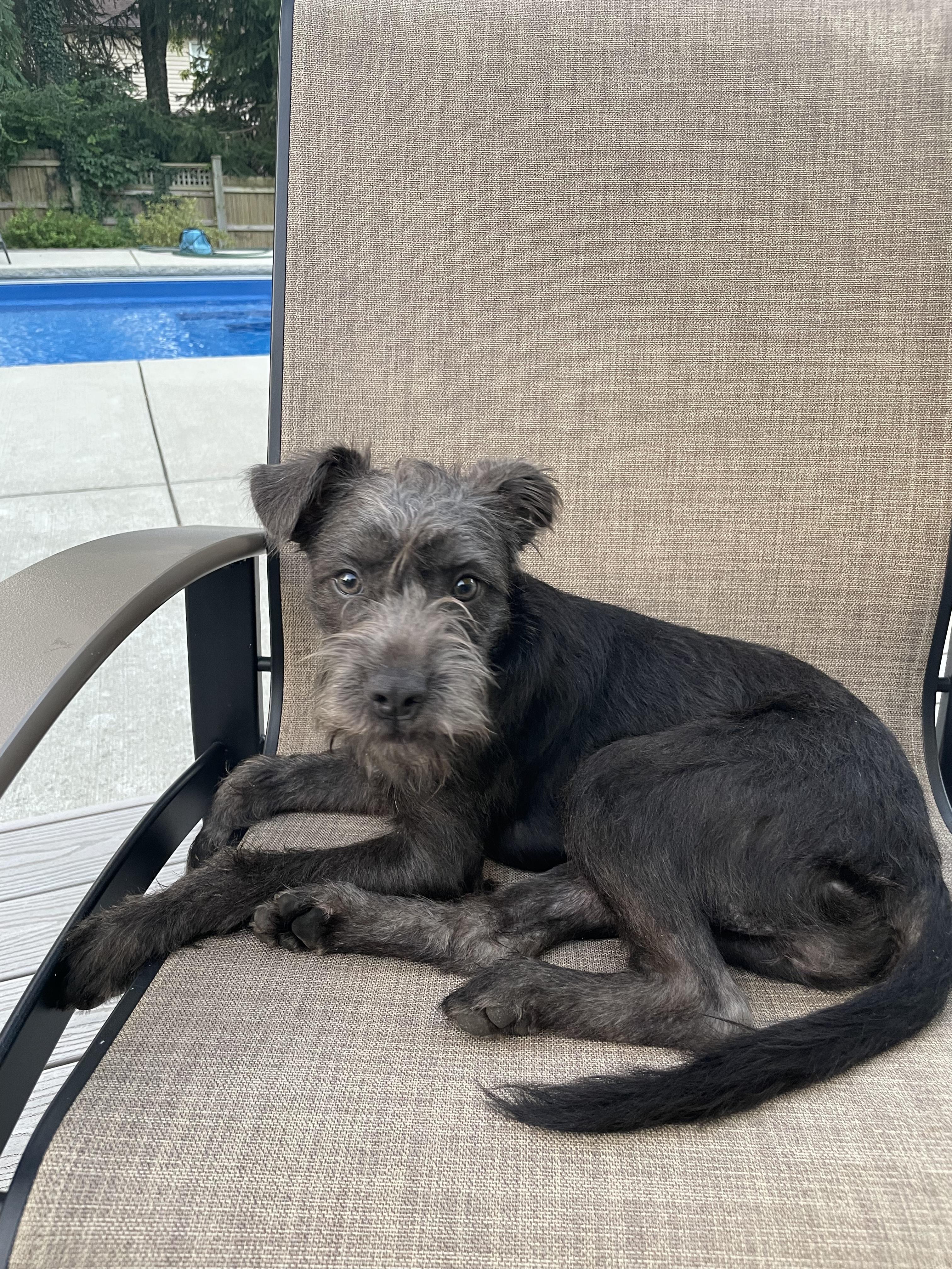 Enlarge Dolly - ADOPTION PENDING, a Adopted mixed breed in Cincinnati, OH image 3/6