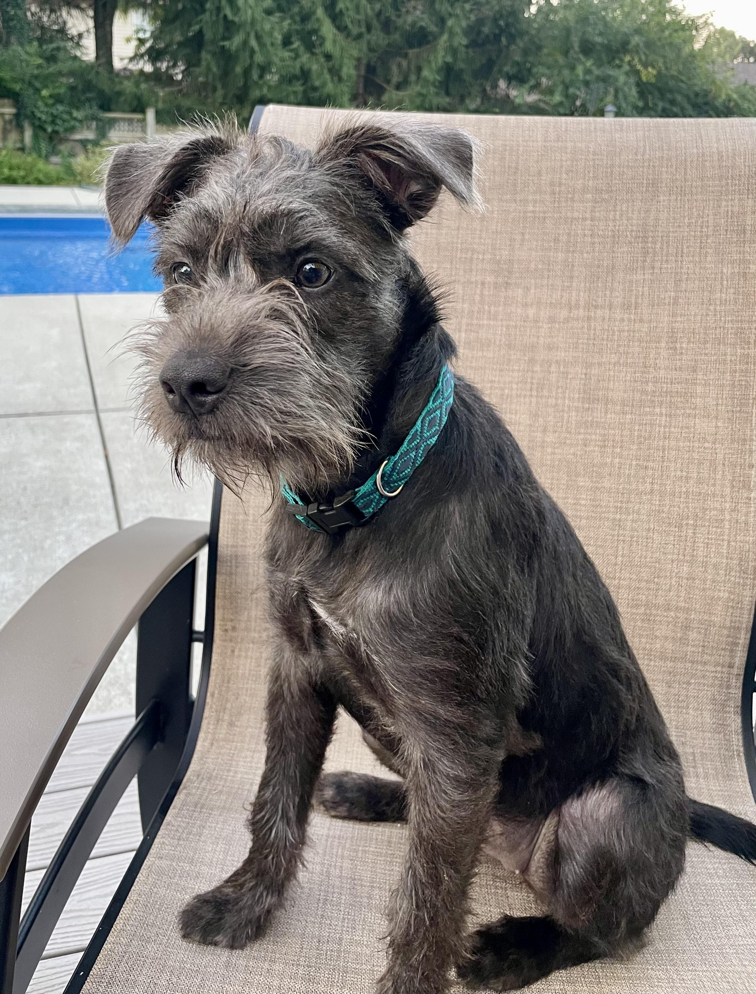 Enlarge Dolly - ADOPTION PENDING, a Adopted mixed breed in Cincinnati, OH image 6/6