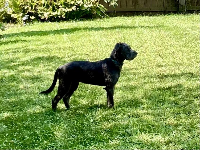 Enlarge Dolly - ADOPTION PENDING, a Adopted mixed breed in Cincinnati, OH image 5/6