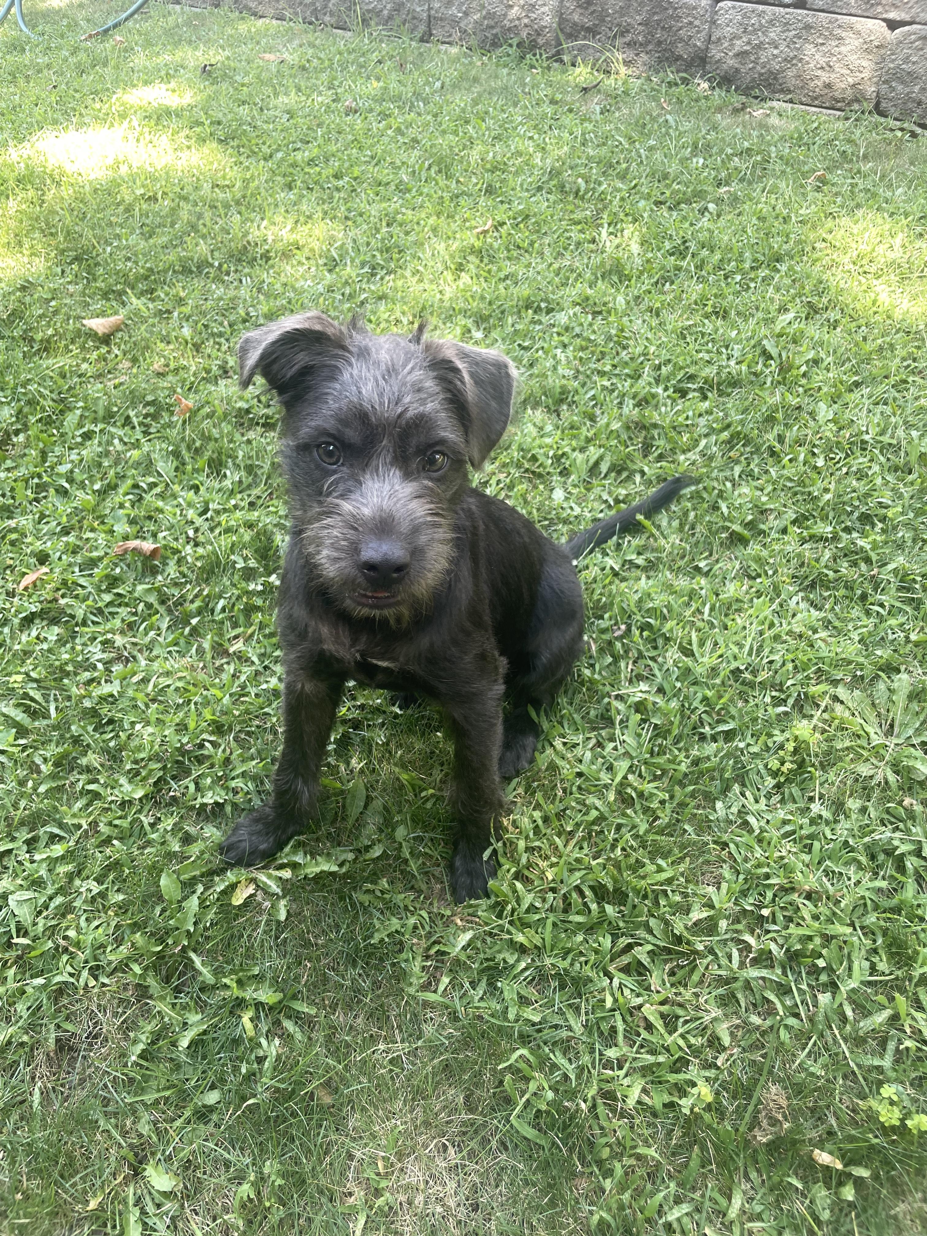 Enlarge Dolly - ADOPTION PENDING, a Adopted mixed breed in Cincinnati, OH image 2/6