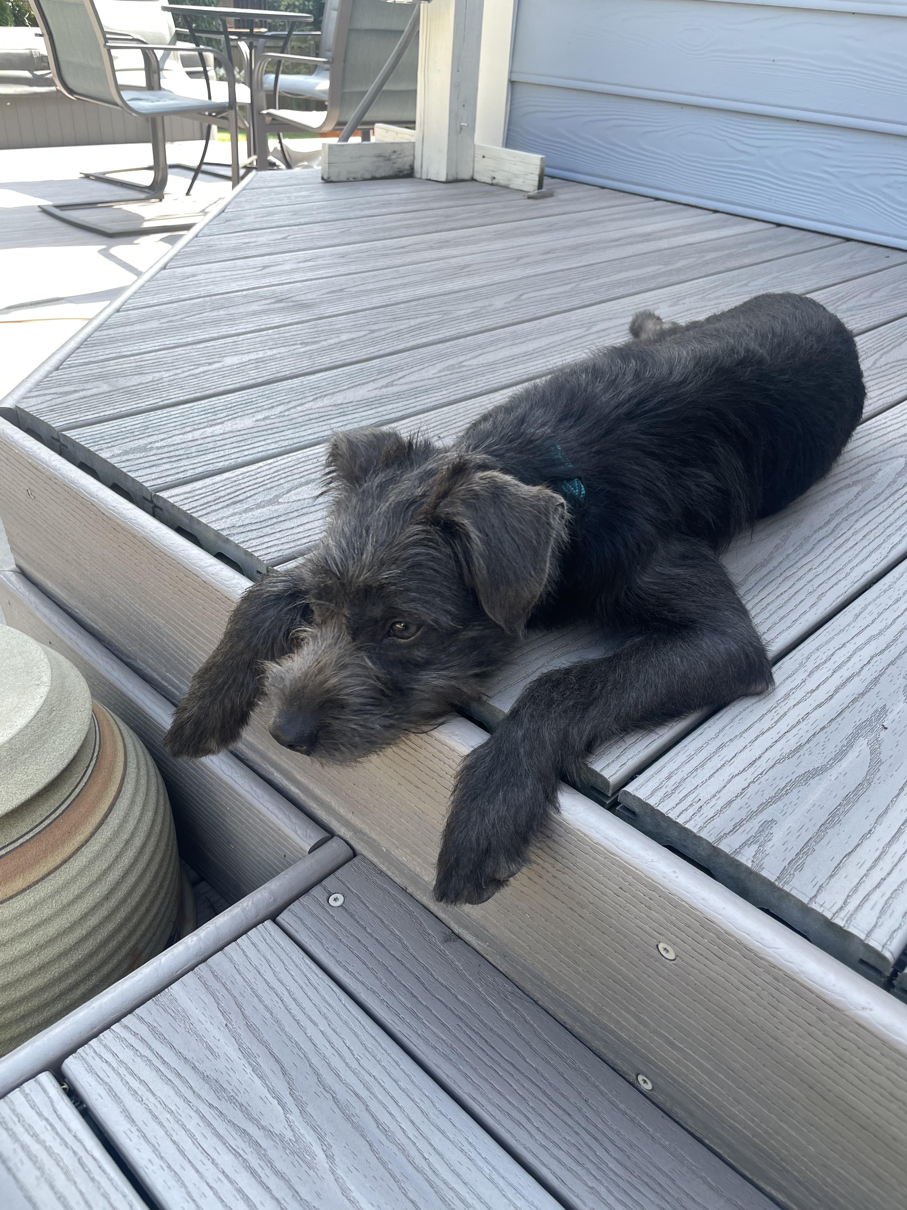 Enlarge Dolly - ADOPTION PENDING, a Adopted mixed breed in Cincinnati, OH image 4/6