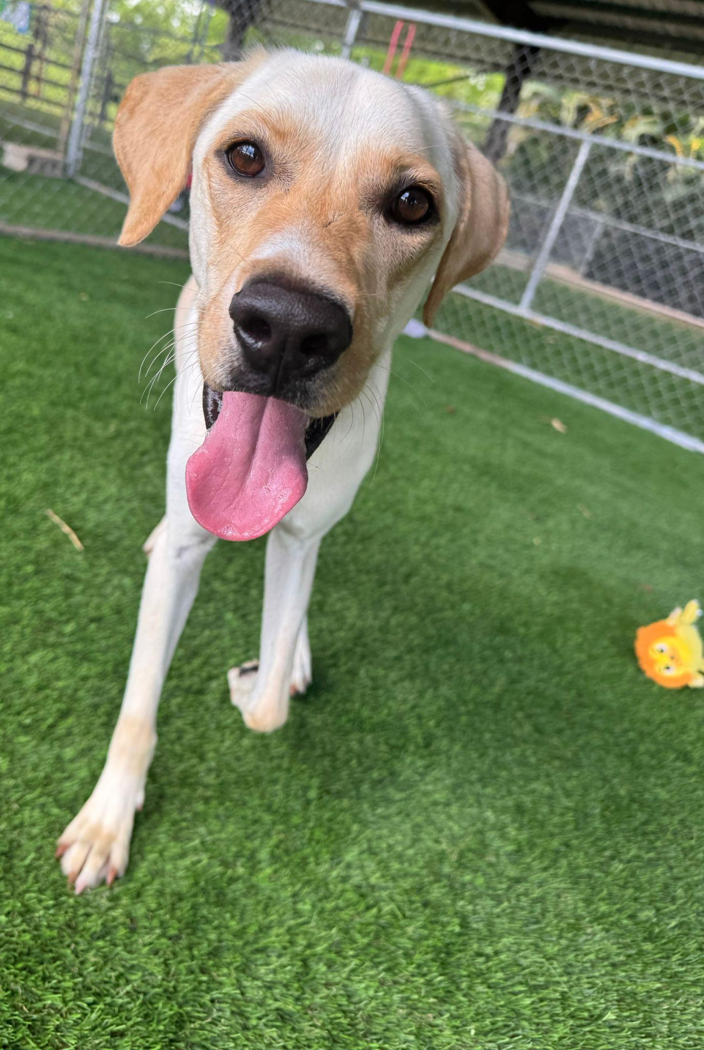 Enlarge Aspen, a Adoptable mixed breed in Sherborn , MA image 2/4