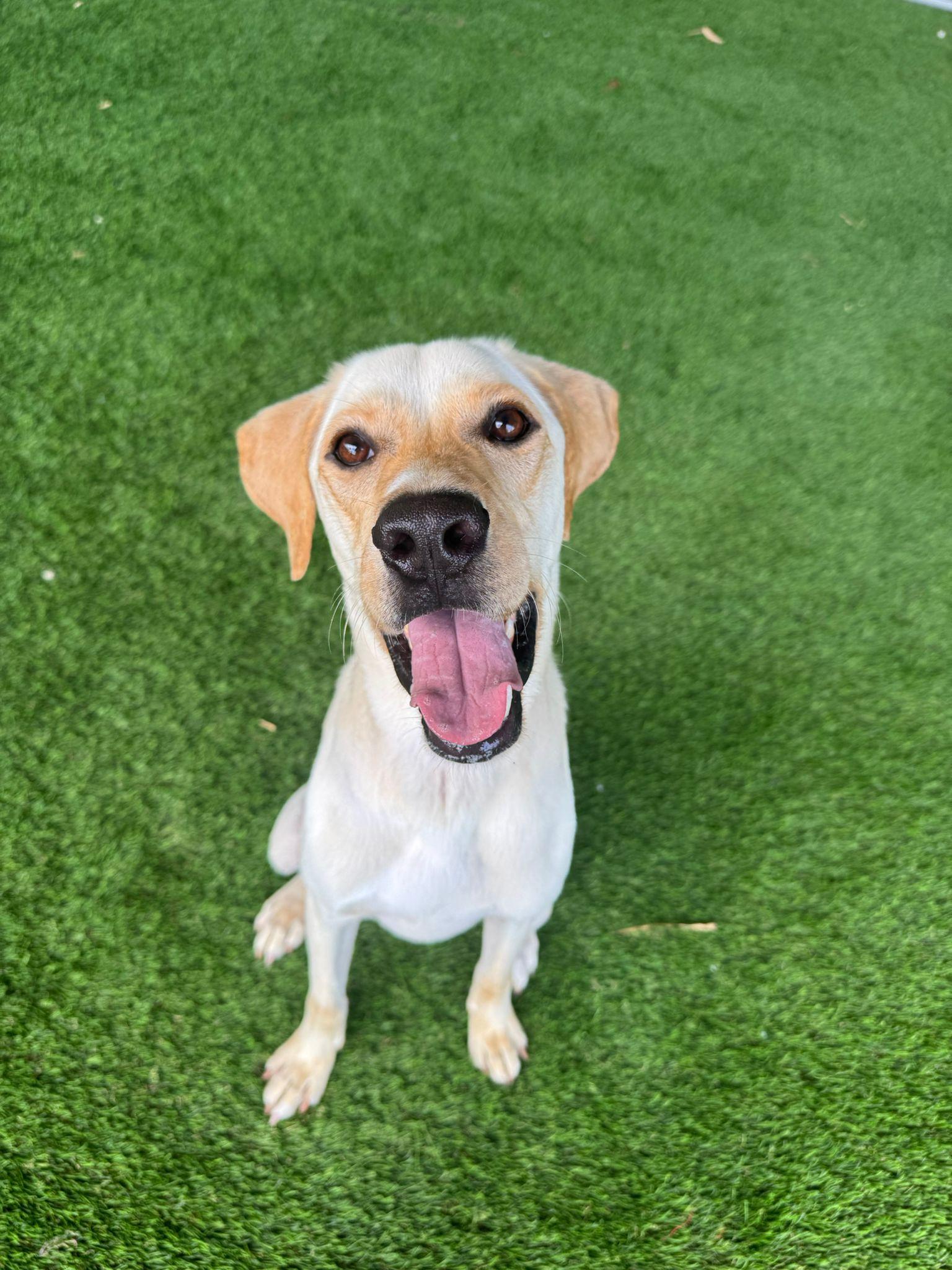 Enlarge Aspen, a Adoptable mixed breed in Sherborn , MA image 1/4