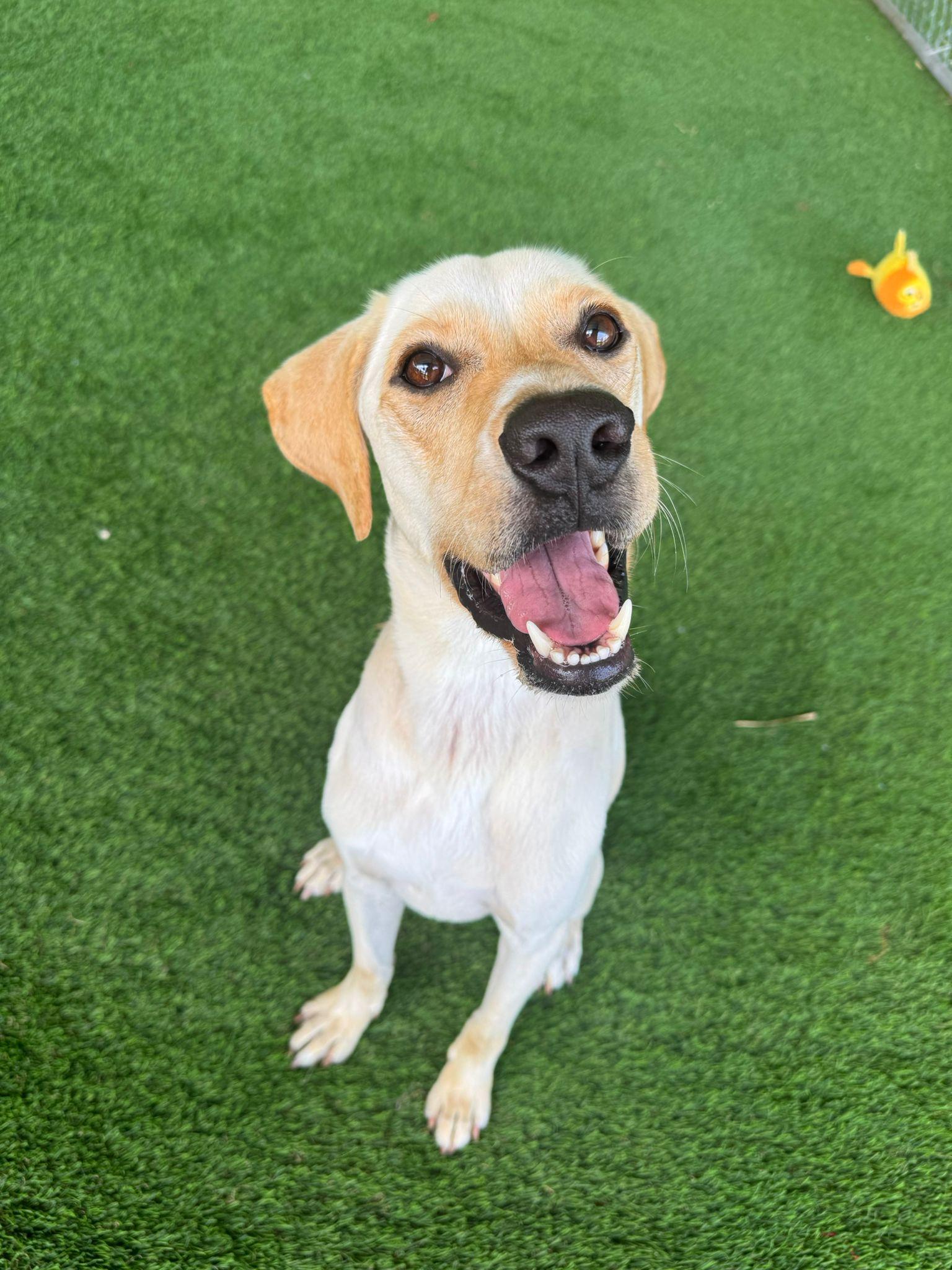 Enlarge Aspen, a Adoptable mixed breed in Sherborn , MA image 3/4