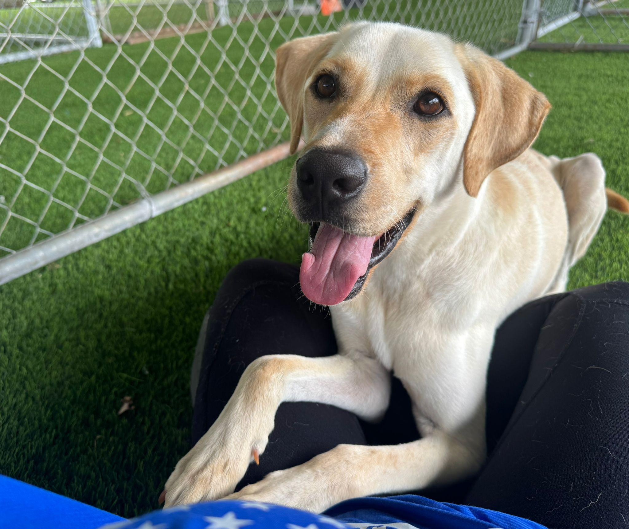 Enlarge Aspen, a Adoptable mixed breed in Sherborn , MA image 4/4