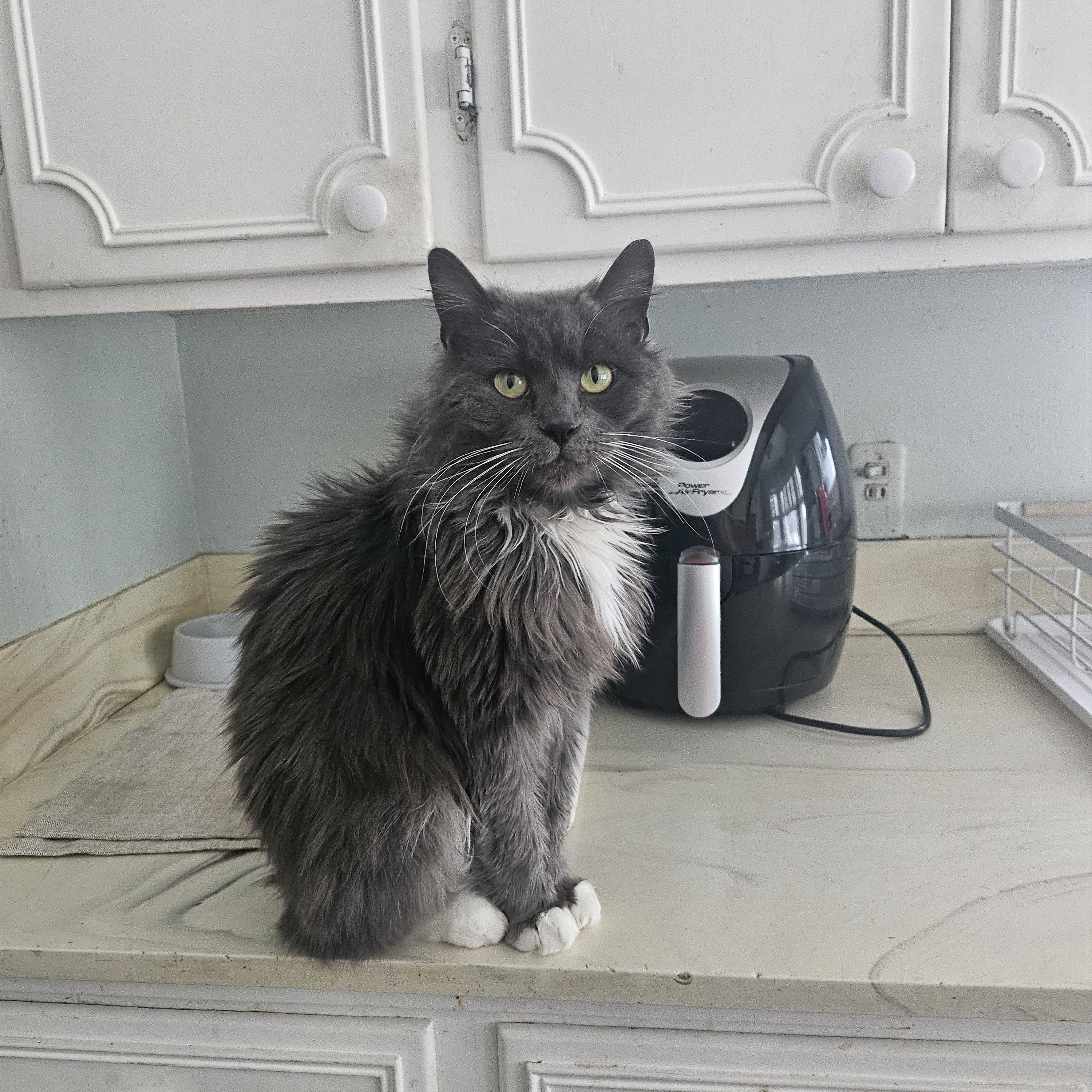 Enlarge Boba, a ADOPTABLE Domestic Medium Hair in Woodville , WI image 3/4