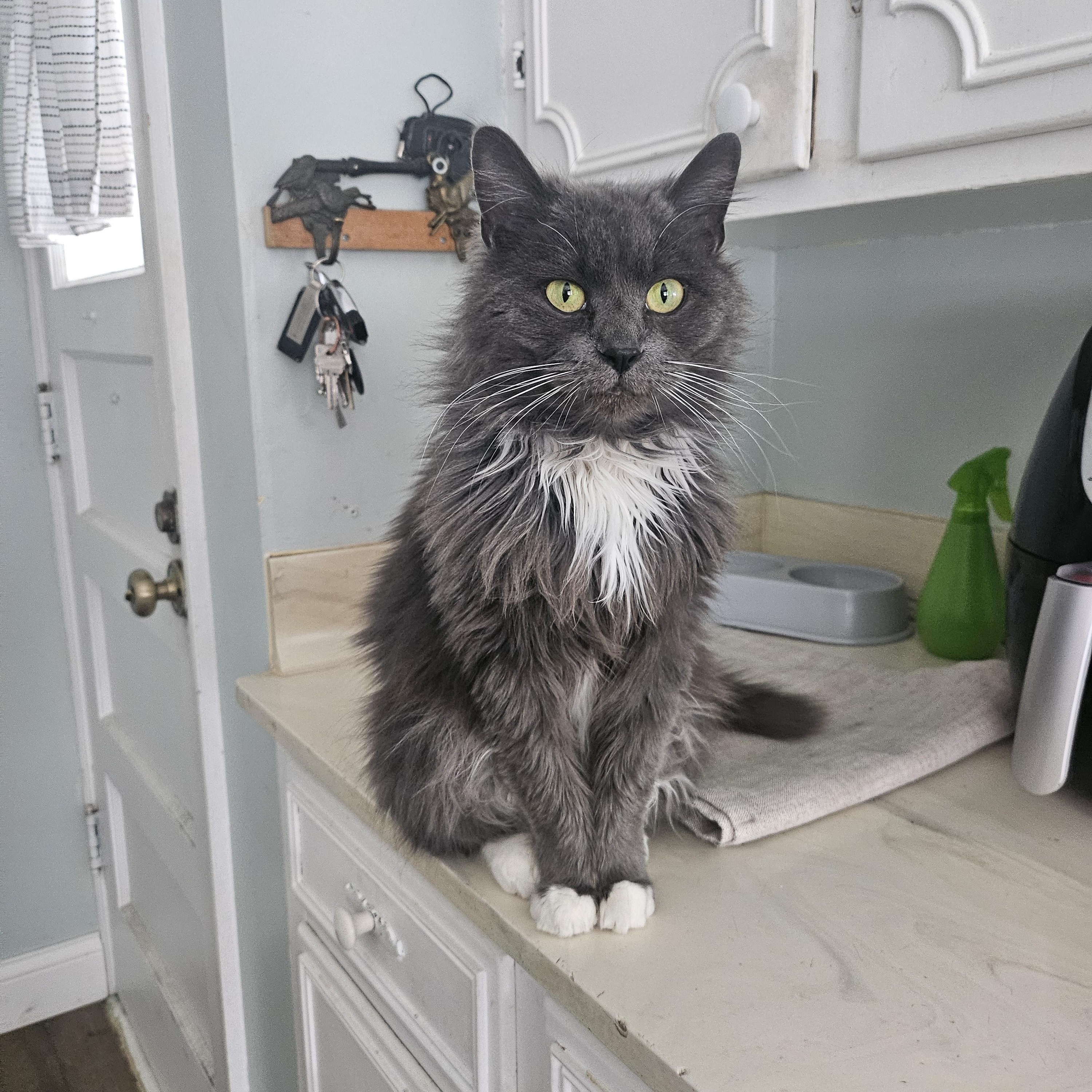 Boba, ADOPTABLE, Adult Female Domestic Medium Hair.