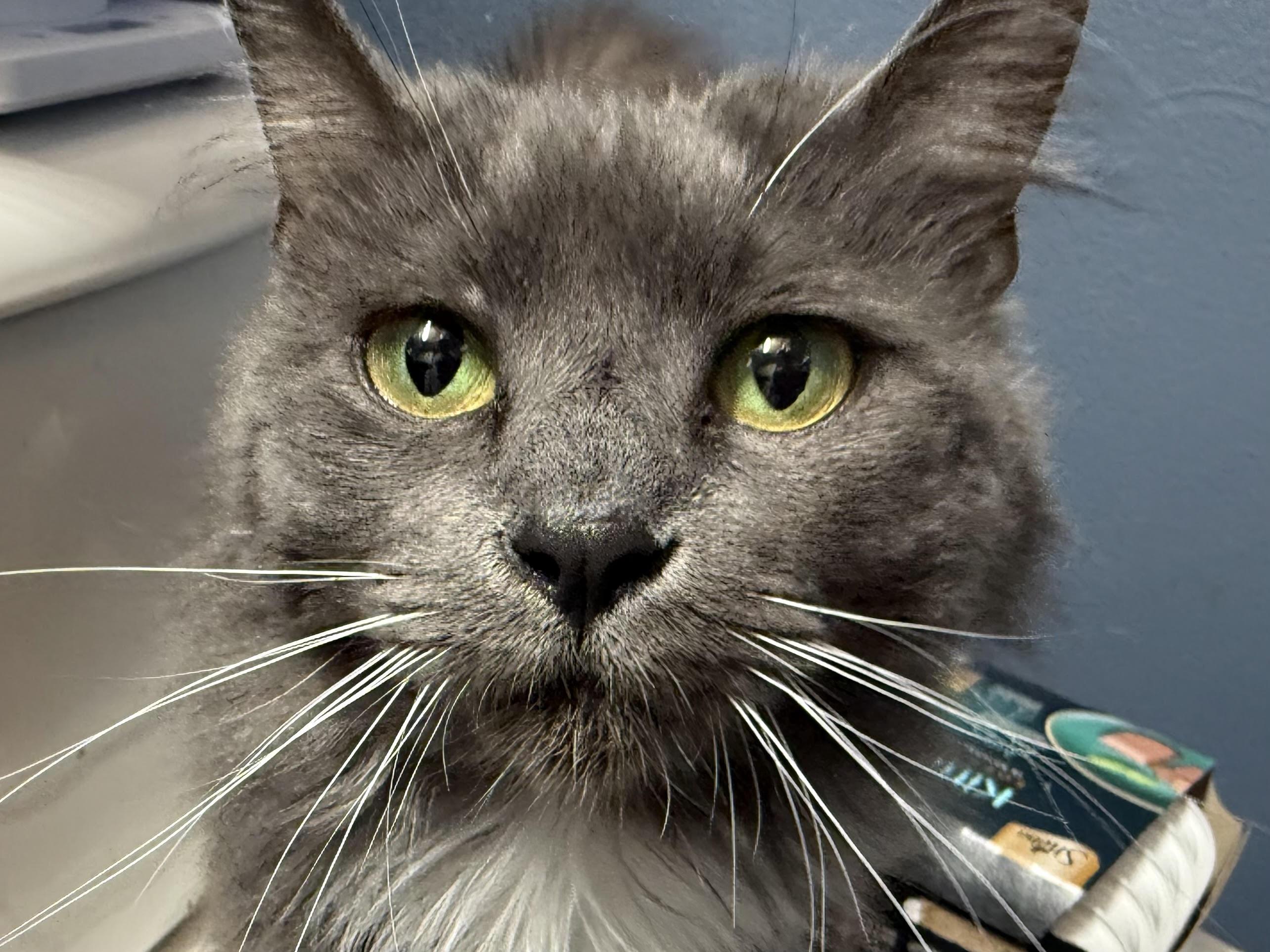 Boba, a ADOPTABLE Domestic Medium Hair in Woodville , WI image 1/6