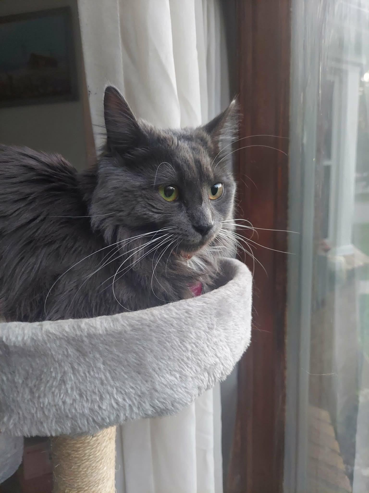 Enlarge Boba, a ADOPTABLE Domestic Medium Hair in Woodville , WI image 4/4