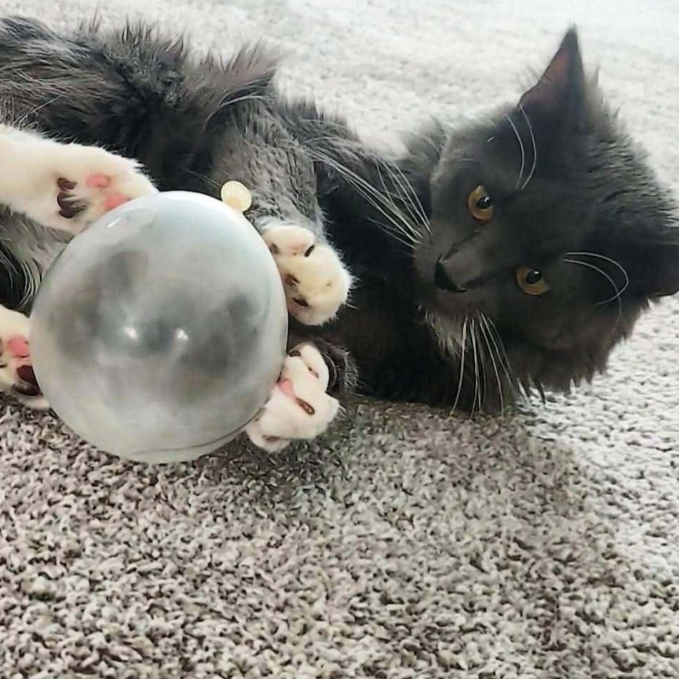 Enlarge Boba, a ADOPTABLE Domestic Medium Hair in Woodville , WI image 2/4