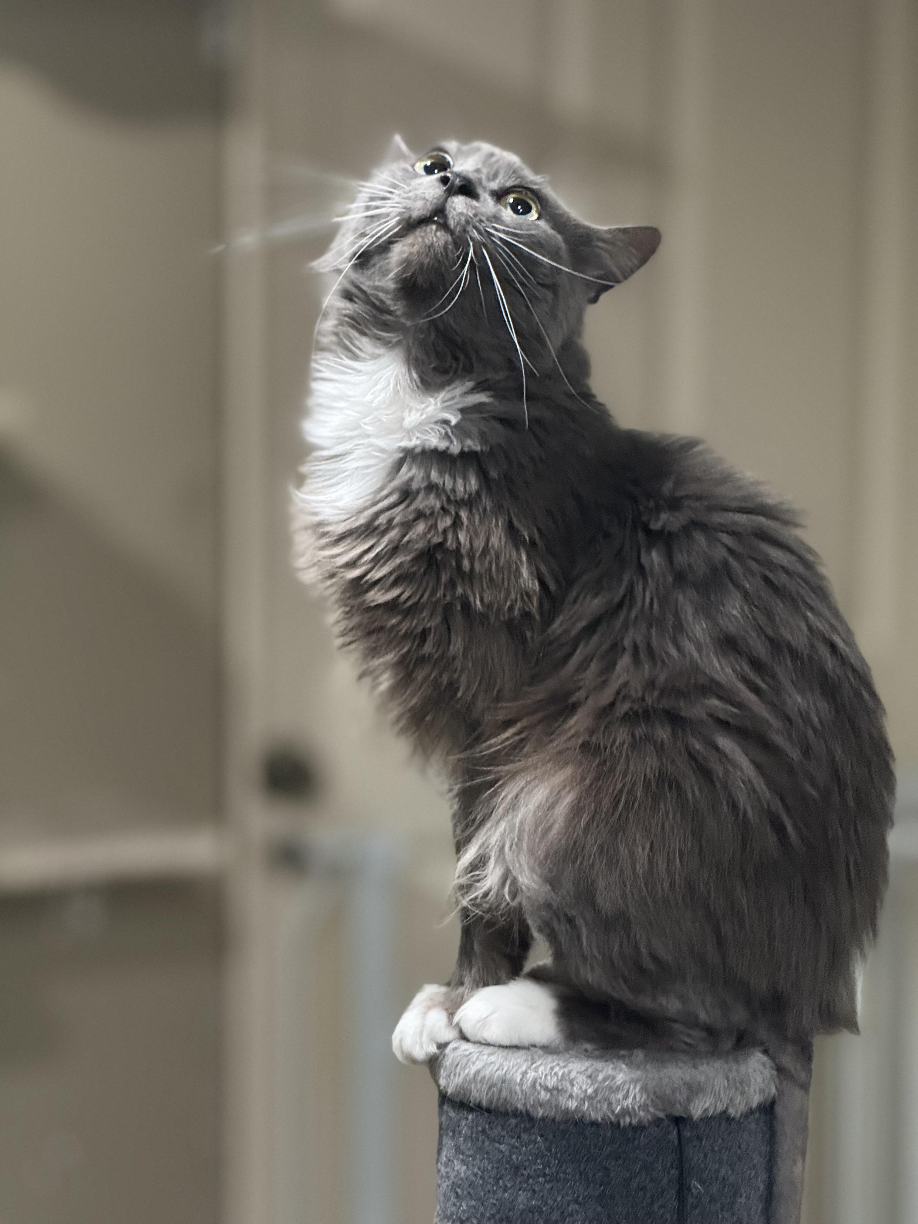 Boba, a ADOPTABLE Domestic Medium Hair in Woodville , WI image 6/6