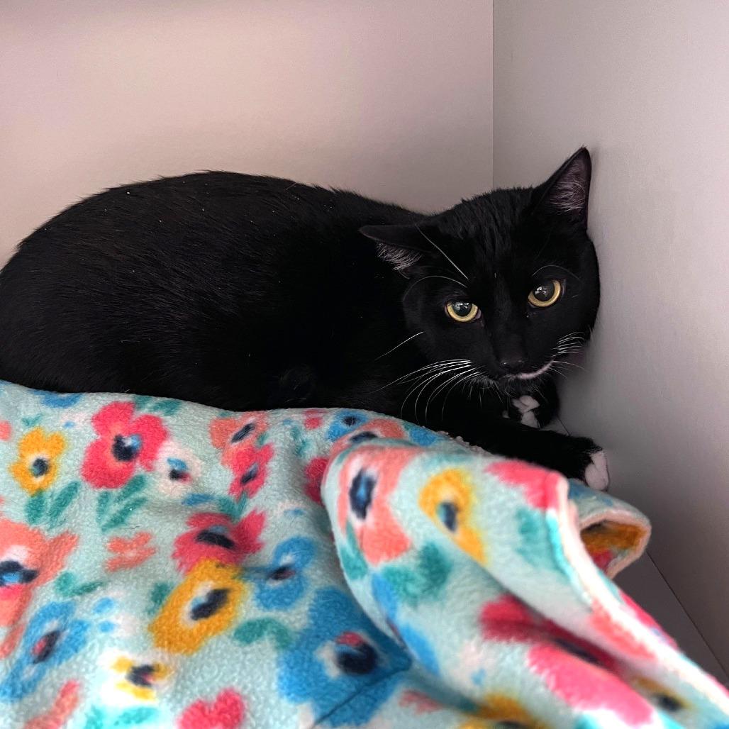 Ian, Adoptable, Adult Male Domestic Short Hair.