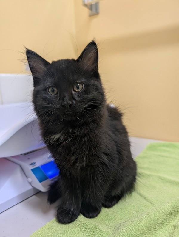 Eulalie, Adoptable, Kitten Female Domestic Medium Hair.