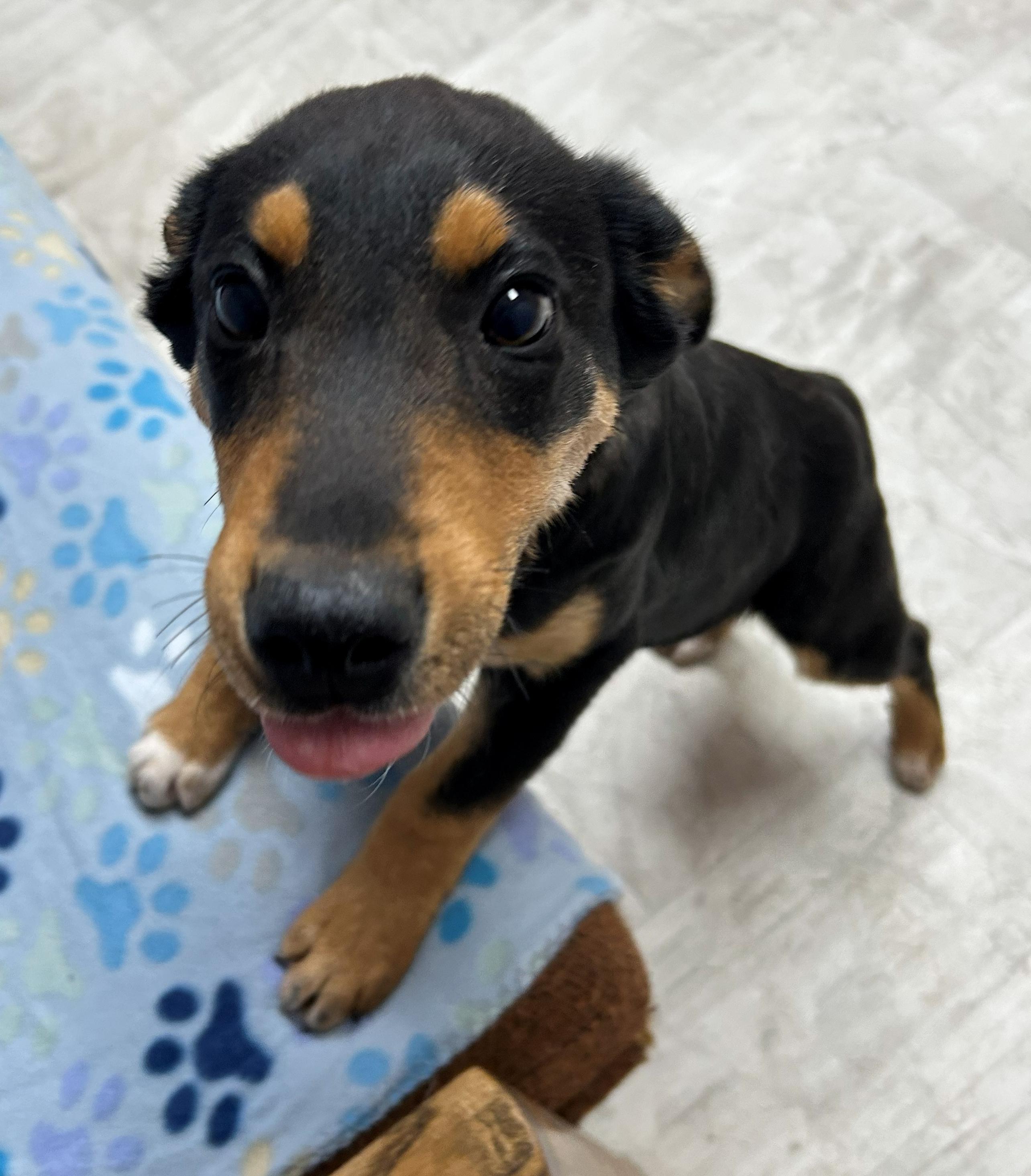 Enlarge Bolt, a Adoptable mixed breed in Neillsville, WI image 2/5