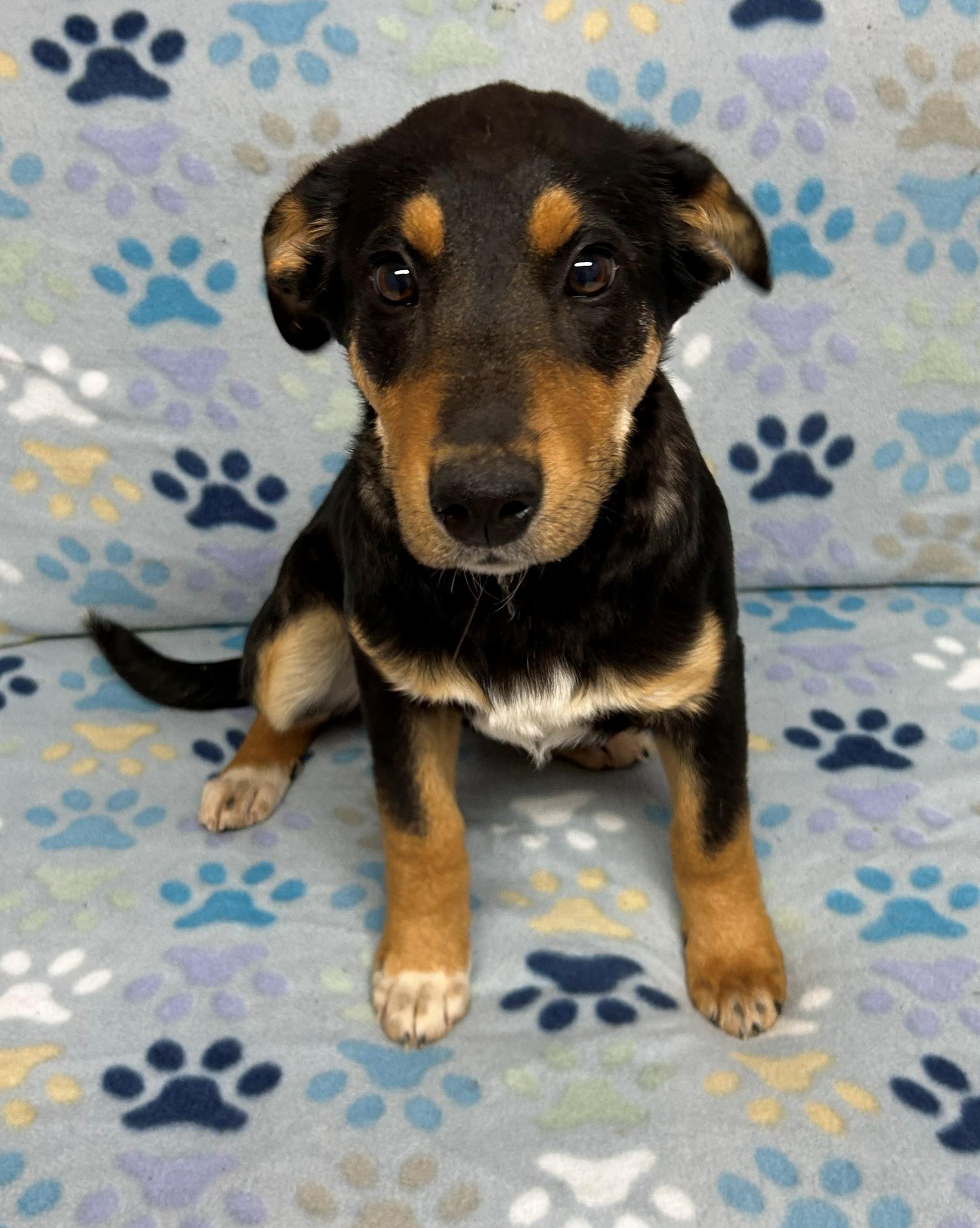 Enlarge Bolt, a Adoptable mixed breed in Neillsville, WI image 4/5