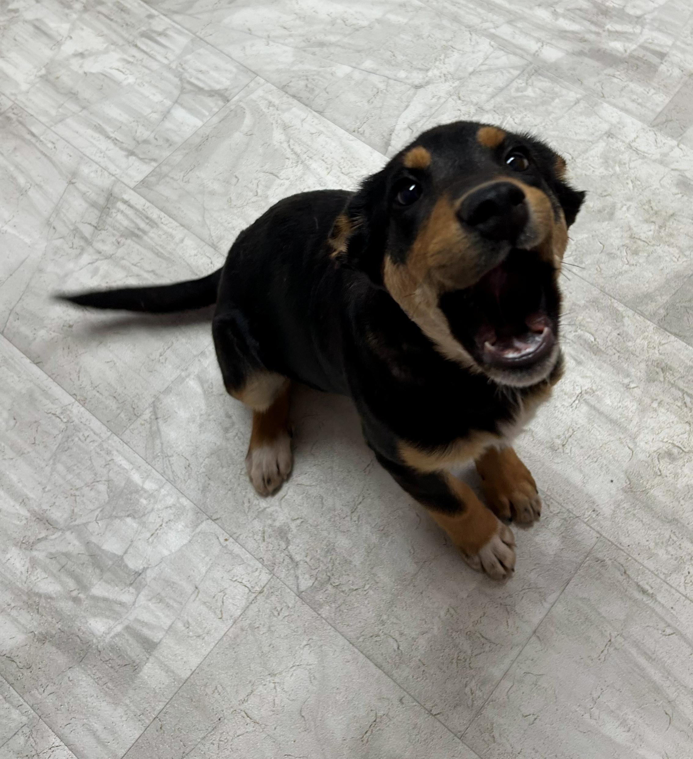 Enlarge Bolt, a Adoptable mixed breed in Neillsville, WI image 5/5