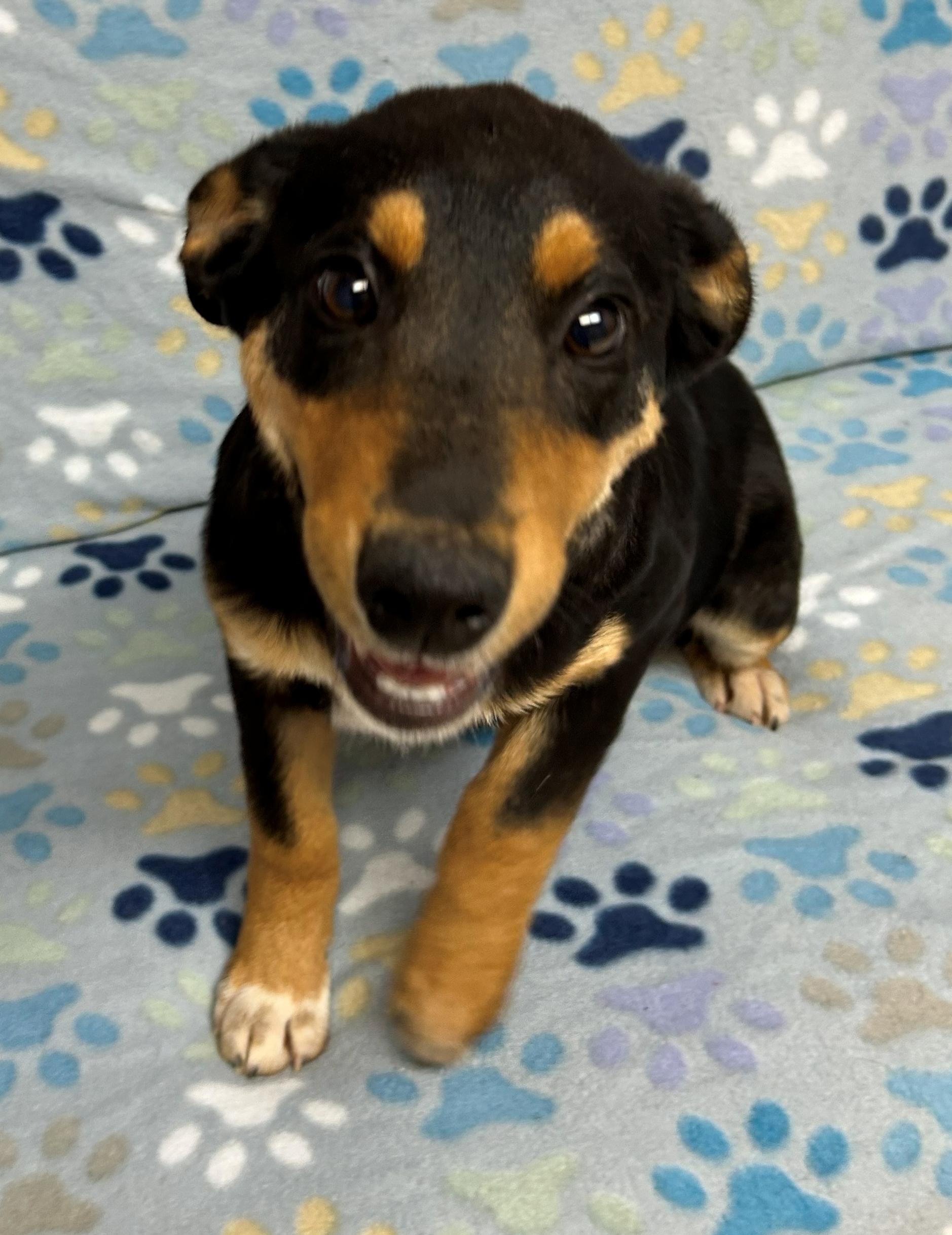 Enlarge Bolt, a Adoptable mixed breed in Neillsville, WI image 1/5