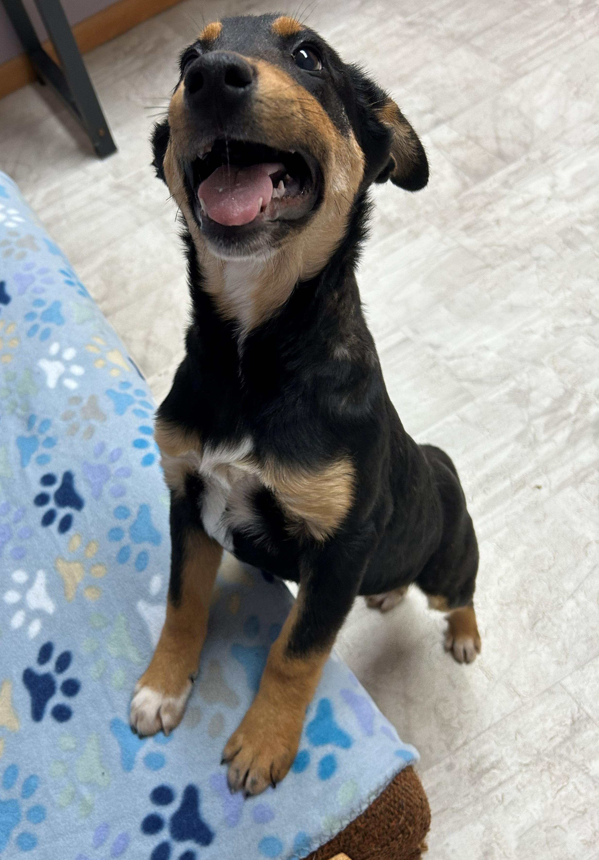 Enlarge Bolt, a Adoptable mixed breed in Neillsville, WI image 3/5