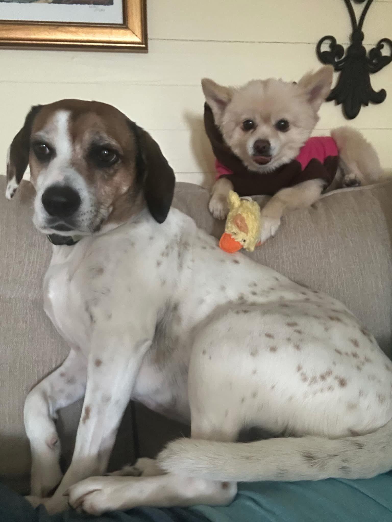 Dixon, a Adoptable mixed breed in Mobile, AL image 1/2