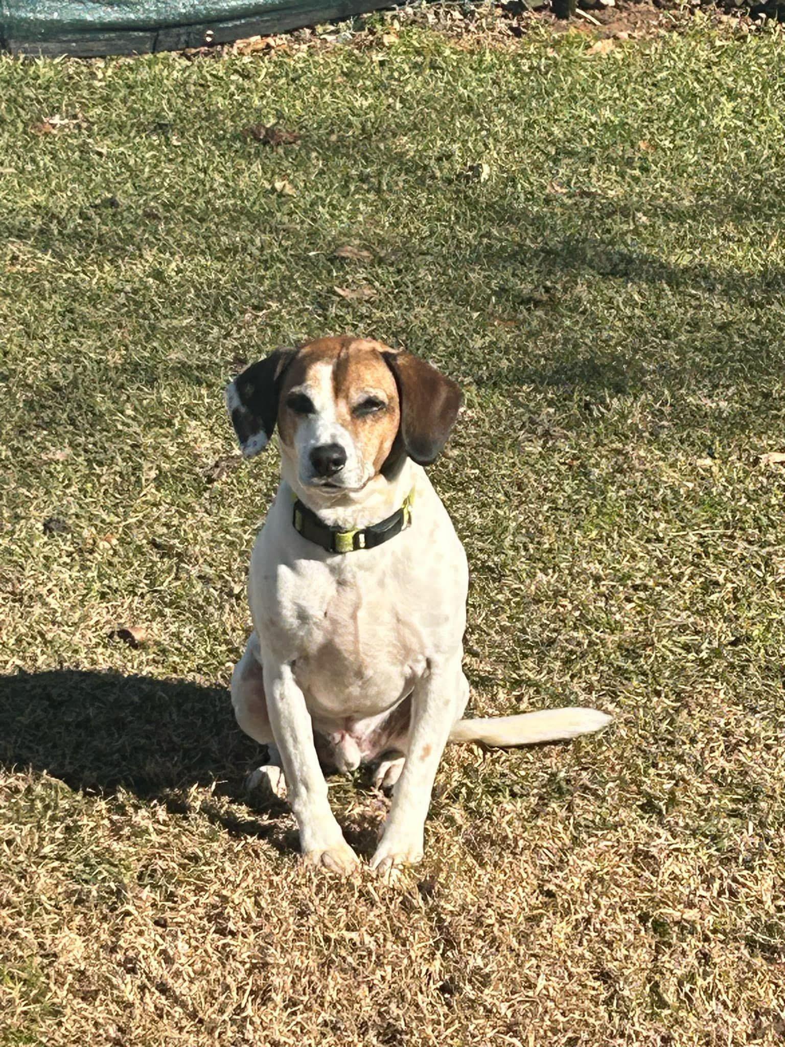 Dixon, a Adoptable mixed breed in Mobile, AL image 2/2