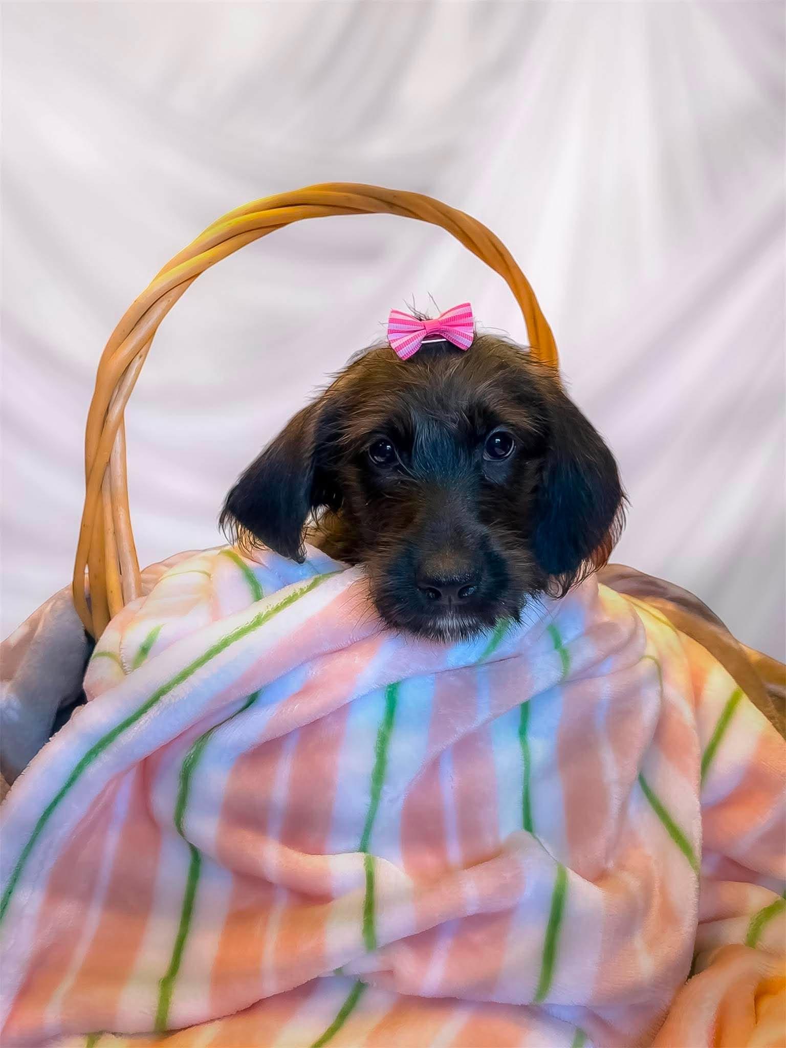 Abra, ADOPTABLE, Puppy Female Poodle.