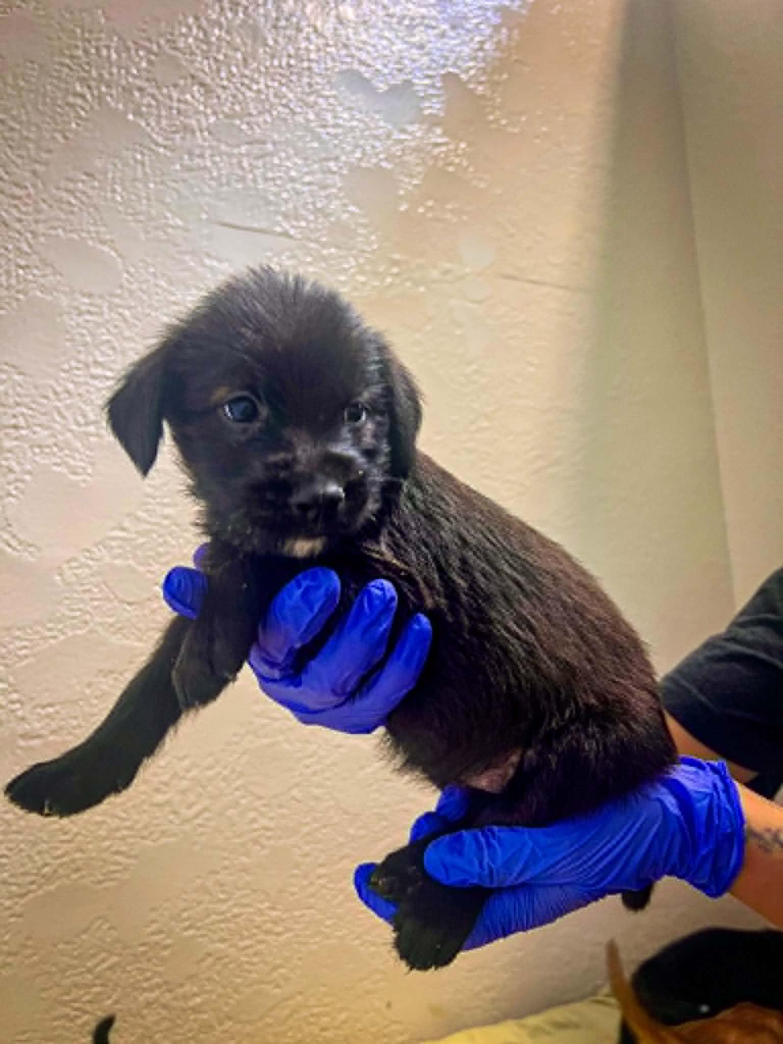 Enlarge Abra, a ADOPTABLE mixed breed in Richmond, KY image 2/6