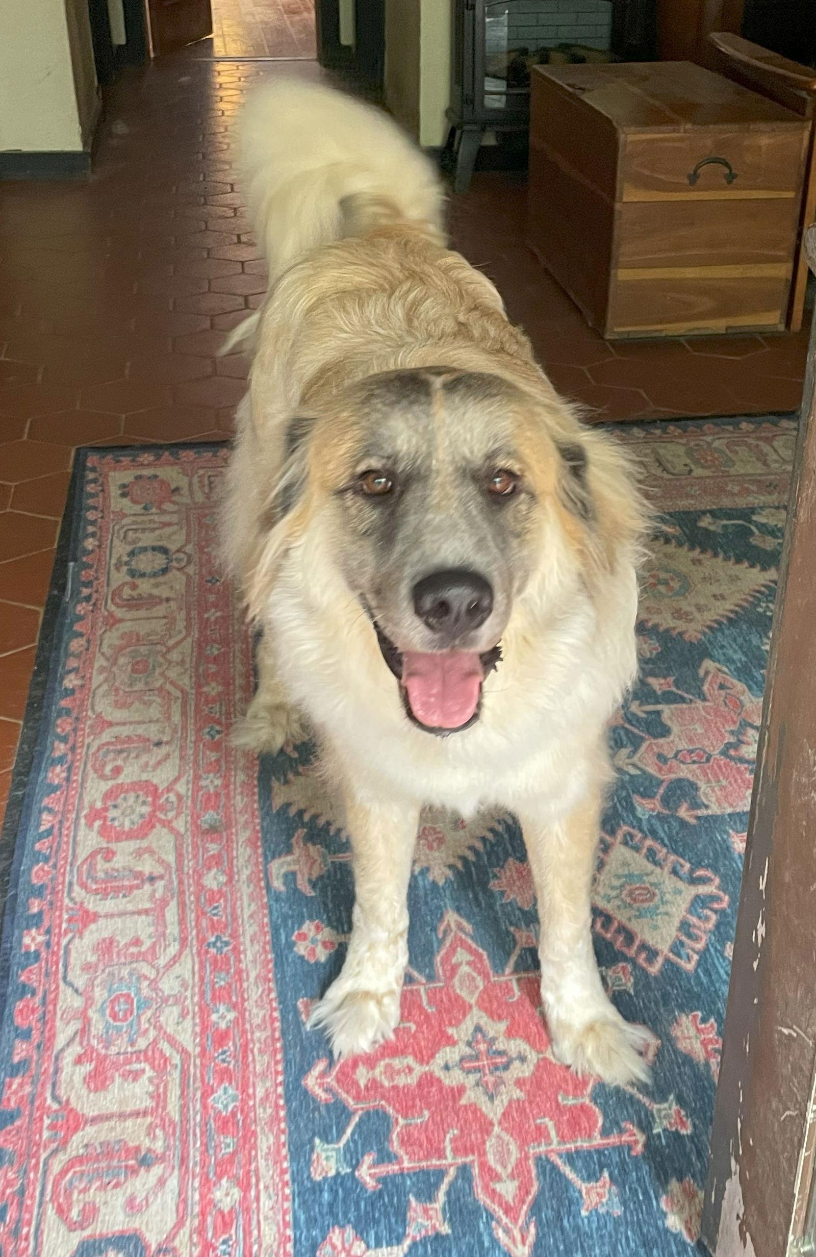 Tracer, Adoptable, Adult Male Great Pyrenees & Anatolian Shepherd.