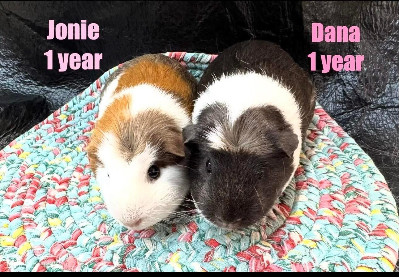 Jonnie & Dana, adopted, Adult Female Short-Haired.