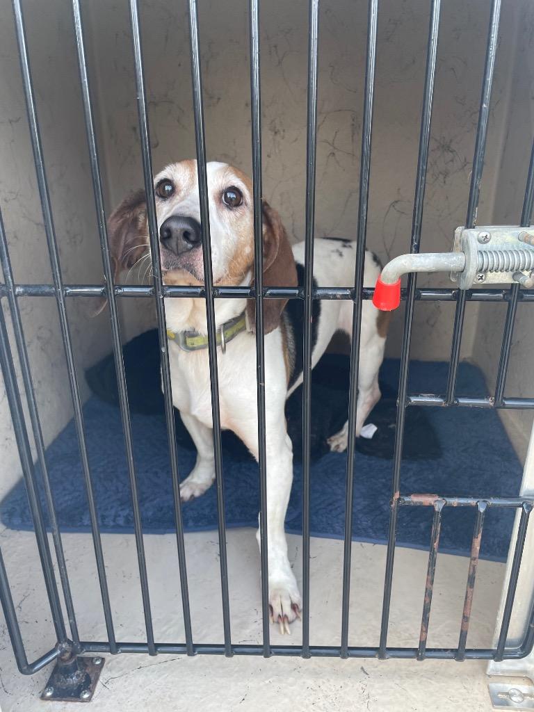 Enlarge Jazz, a Adoptable Beagle in Clarksville, TN image 2/2