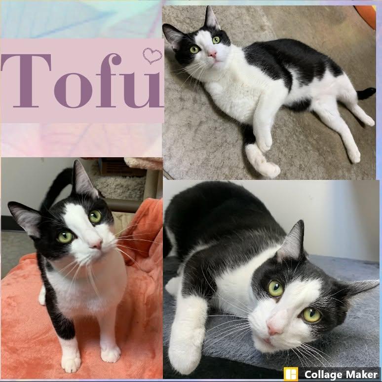 Enlarge Tofu, a Adoptable mixed breed in Clearfield, PA image 1/1