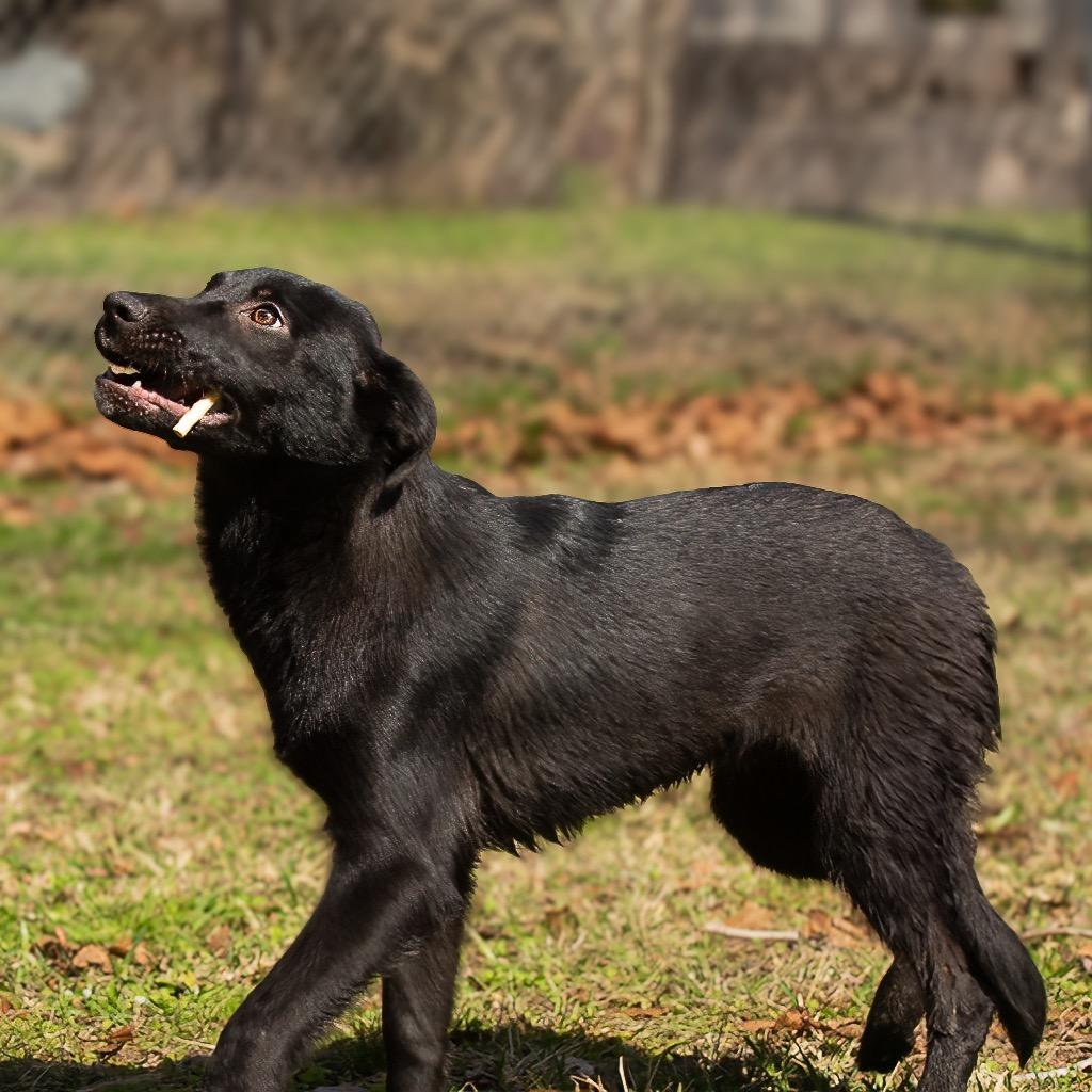 Enlarge Dixie, a Adoptable mixed breed in Livingston, TX image 1/6