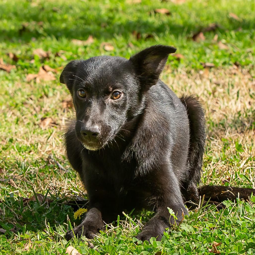 Enlarge Dixie, a Adoptable mixed breed in Livingston, TX image 2/6
