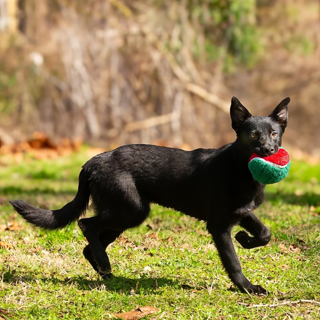 Enlarge Dixie, a Adoptable mixed breed in Livingston, TX image 3/6