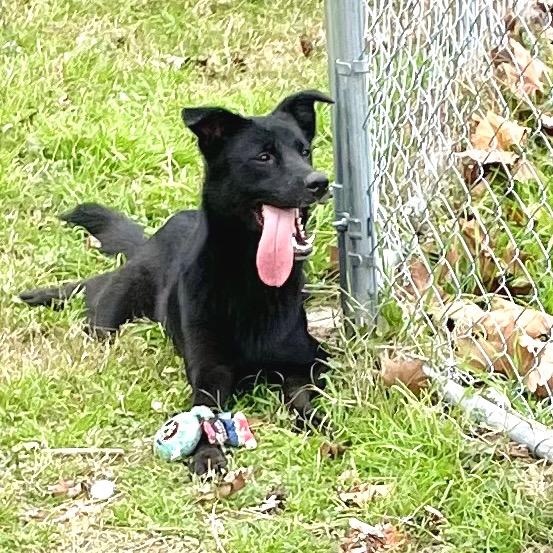 Enlarge Dixie, a Adoptable mixed breed in Livingston, TX image 4/6