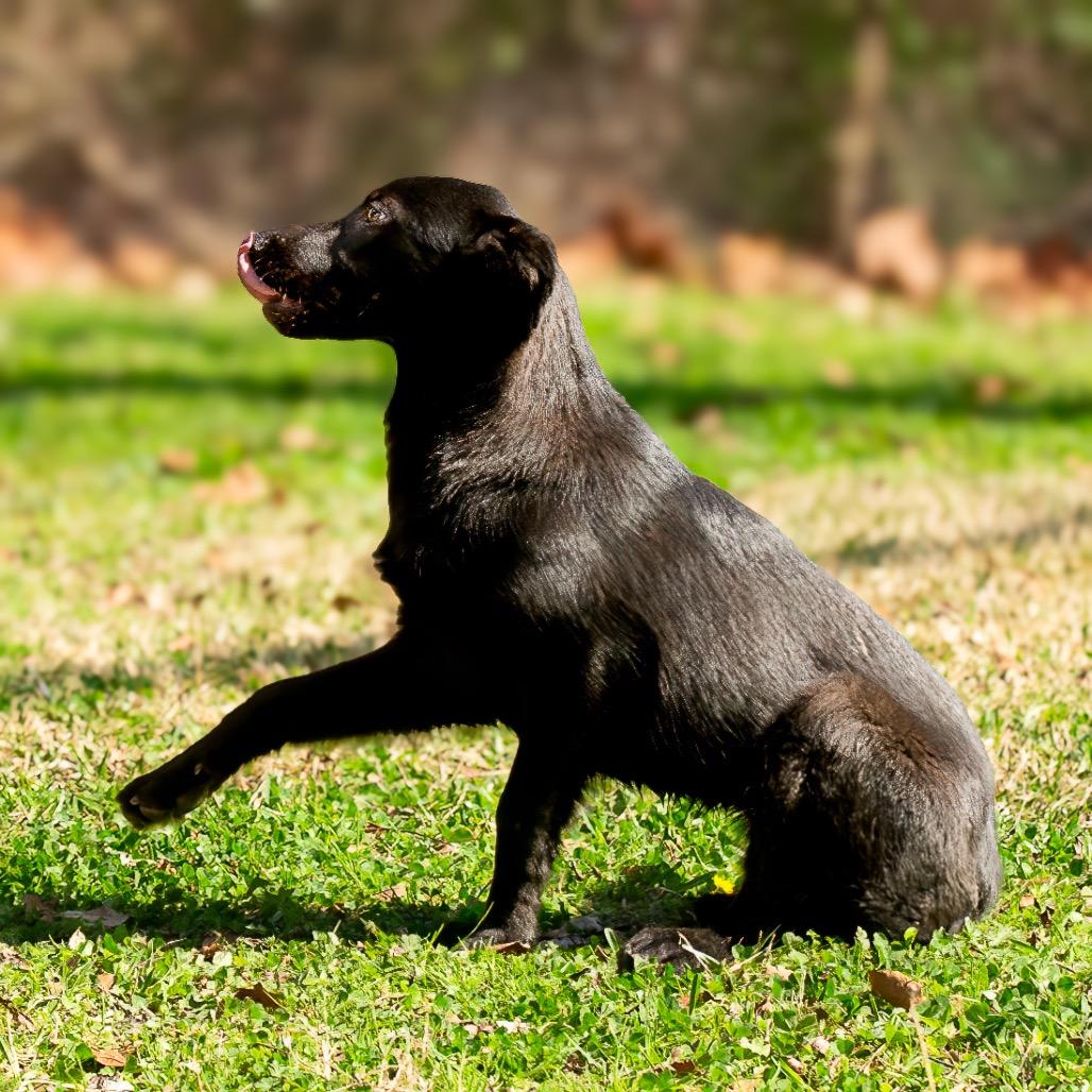Enlarge Dixie, a Adoptable mixed breed in Livingston, TX image 4/6