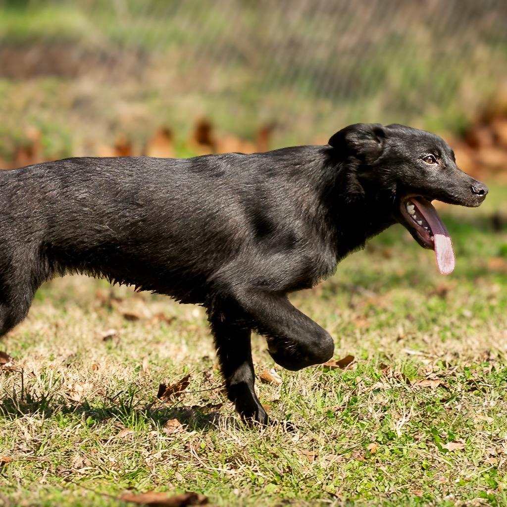 Enlarge Dixie, a Adoptable mixed breed in Livingston, TX image 5/6