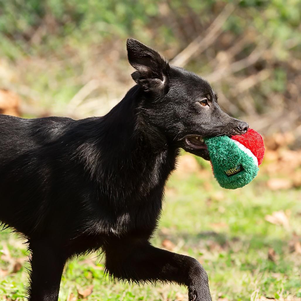 Enlarge Dixie, a Adoptable mixed breed in Livingston, TX image 6/6