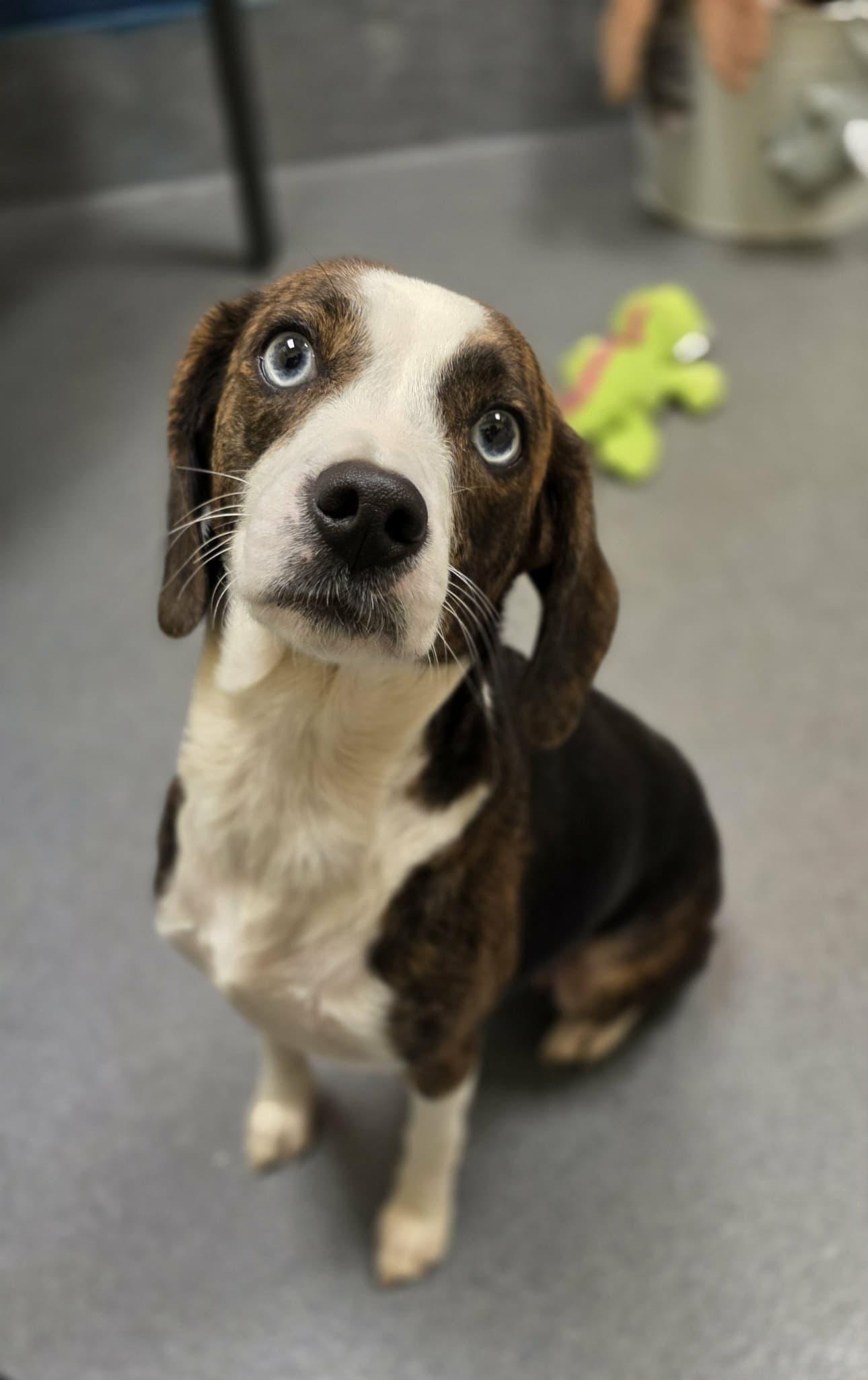 Lilly (came in with Baby) - ADOPTED!, a Adoptable mixed breed in Amherst, VA image 1/6