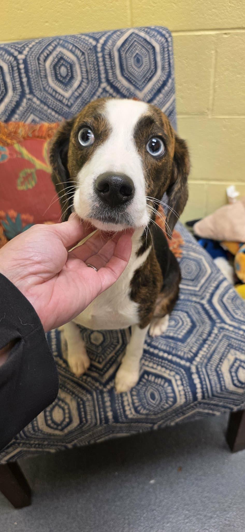 Lilly (came in with Baby) - ADOPTED!, a Adoptable mixed breed in Amherst, VA image 2/6