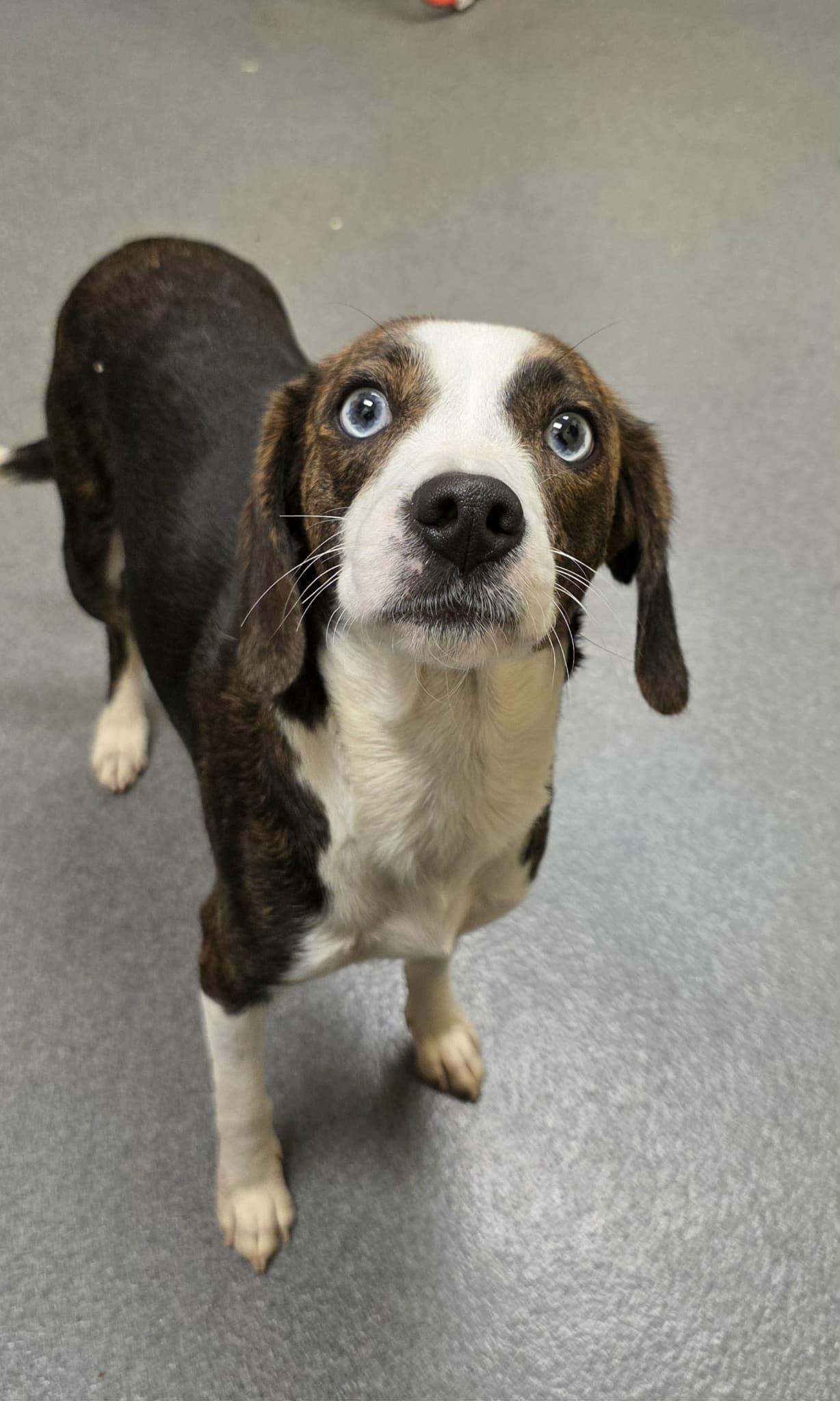 Lilly (came in with Baby) - ADOPTED!, a Adoptable mixed breed in Amherst, VA image 3/6