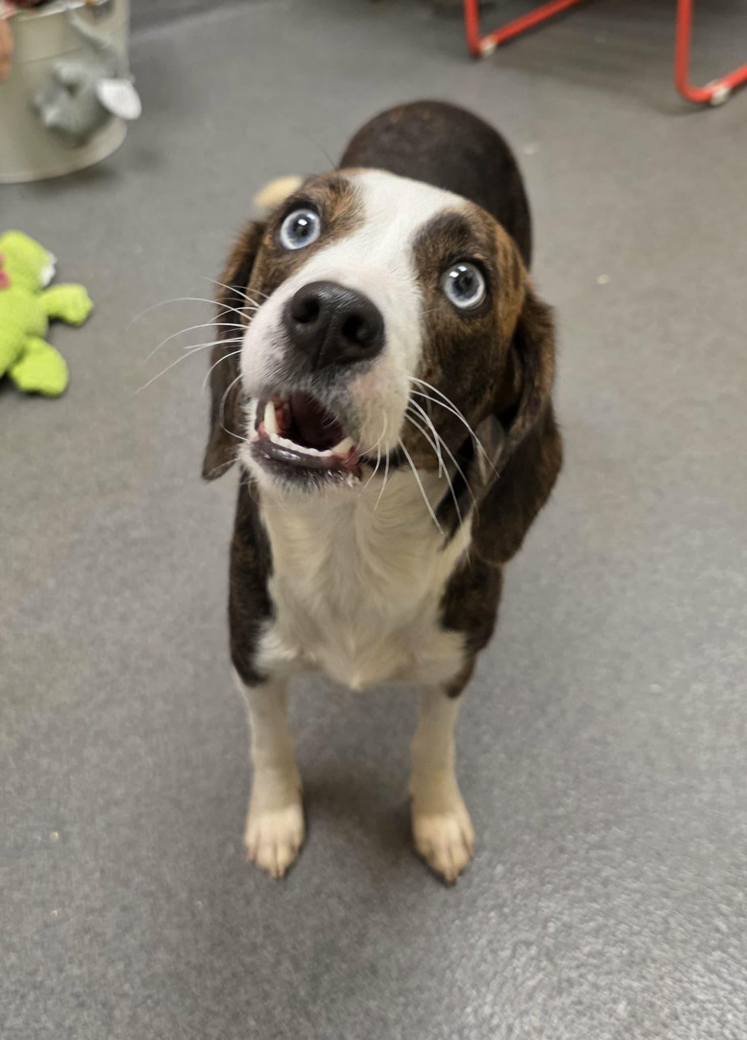 Lilly (came in with Baby) - ADOPTED!, a Adoptable mixed breed in Amherst, VA image 4/6