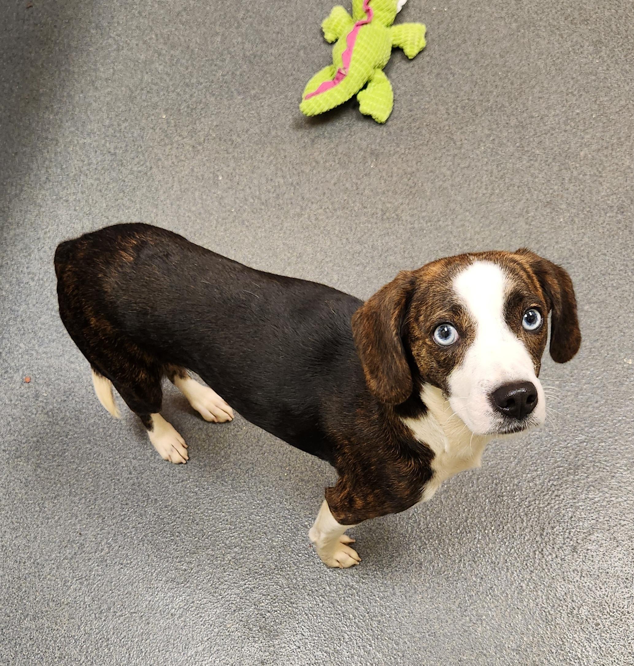 Lilly (came in with Baby) - ADOPTED!, a Adoptable mixed breed in Amherst, VA image 5/6