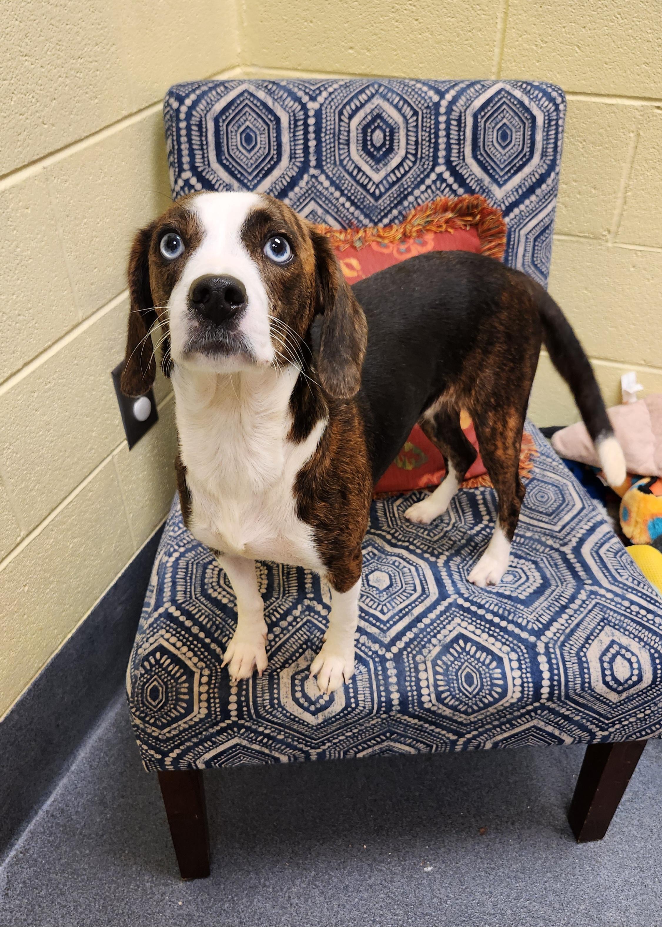 Lilly (came in with Baby) - ADOPTED!, a Adoptable mixed breed in Amherst, VA image 6/6