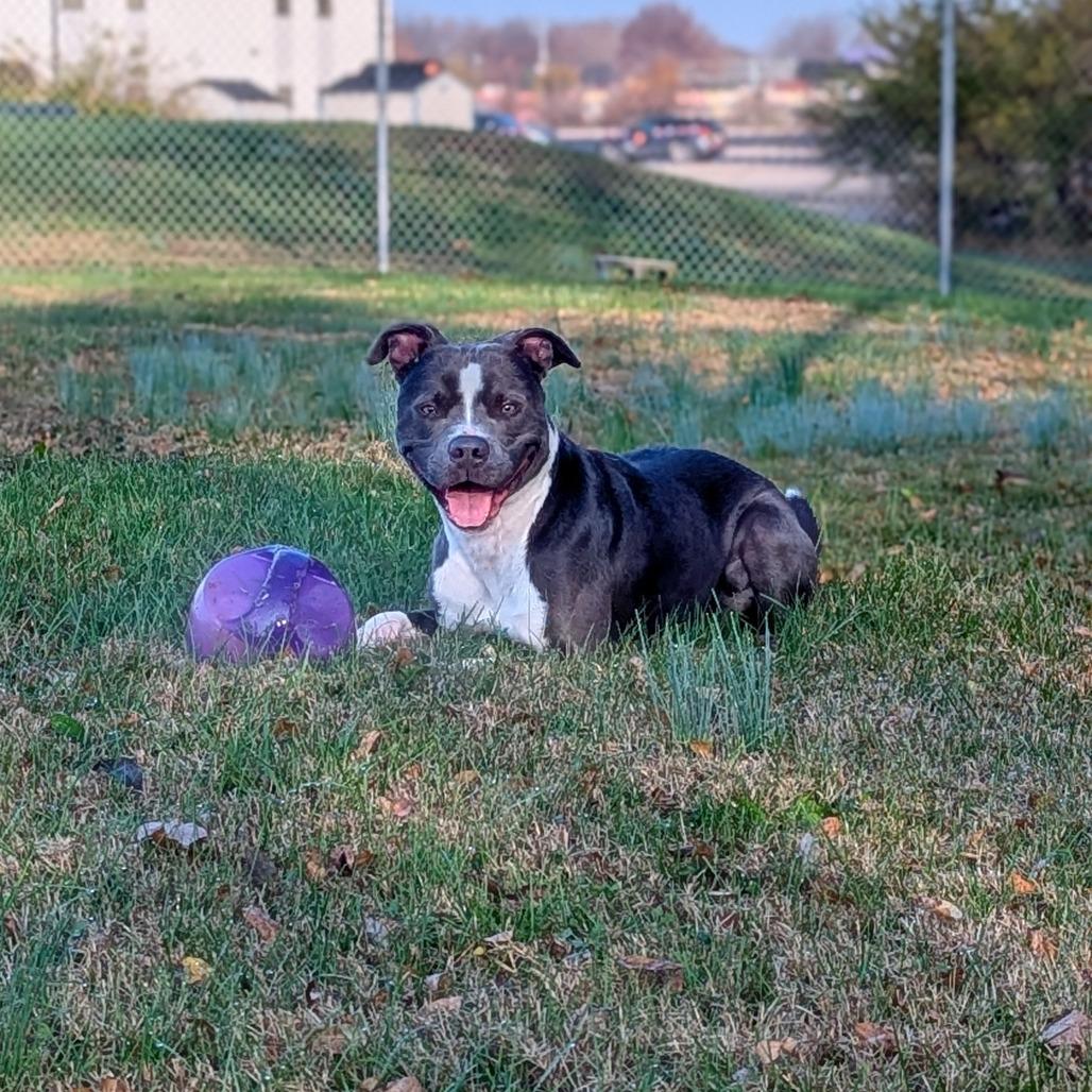 Ziggy, Adoptable, Adult Male Mixed Breed.